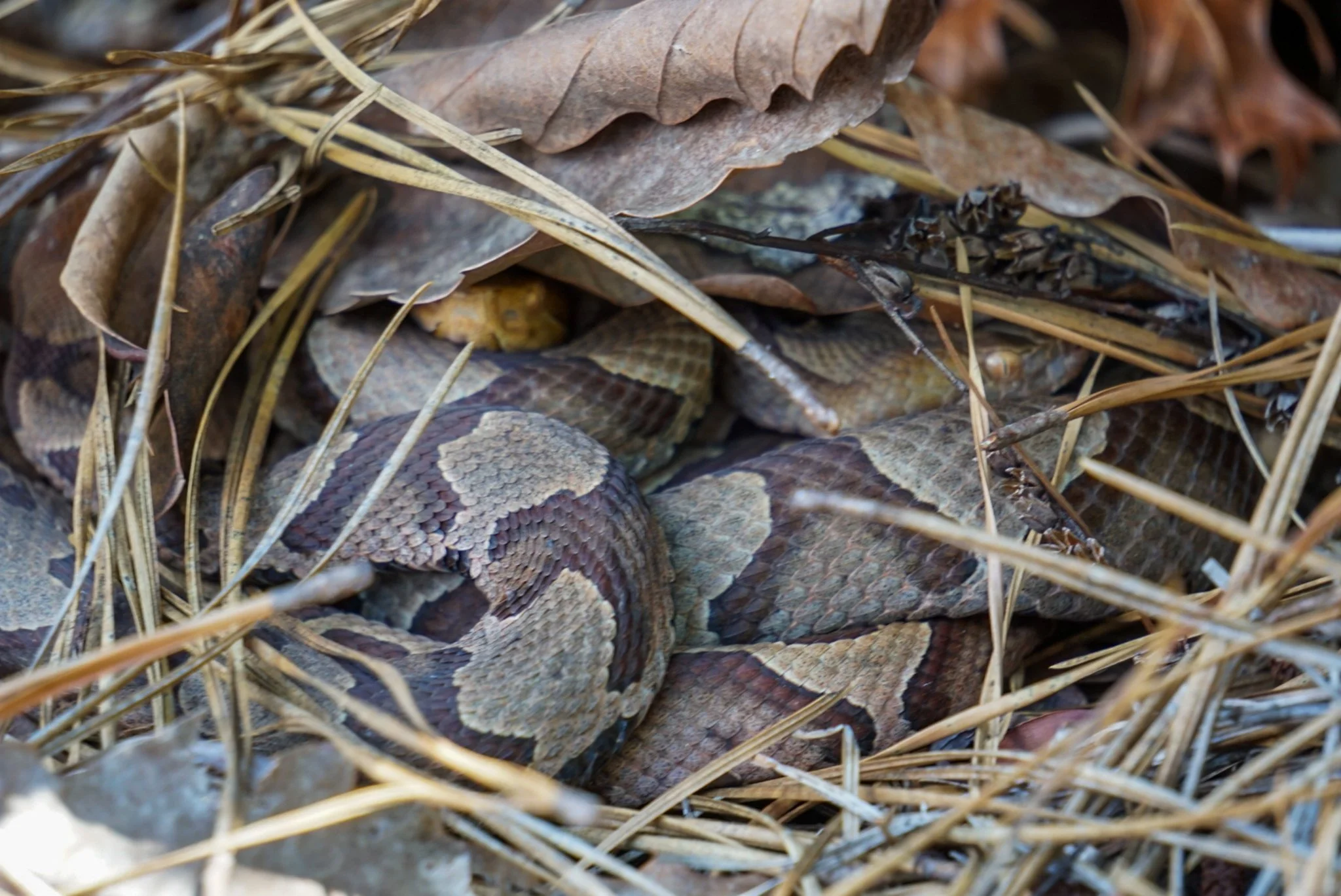 A group of snakes lying on a bed of dry leaves and grass.