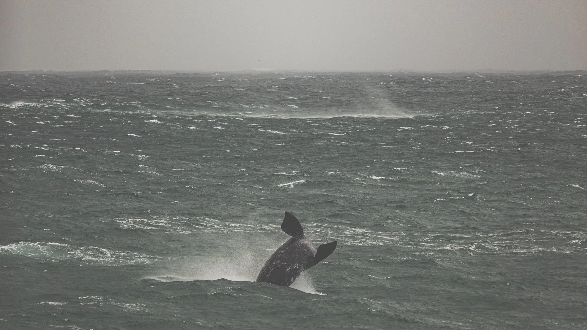 A whale's tail flukes rising above choppy gray ocean waters during a stormy day.