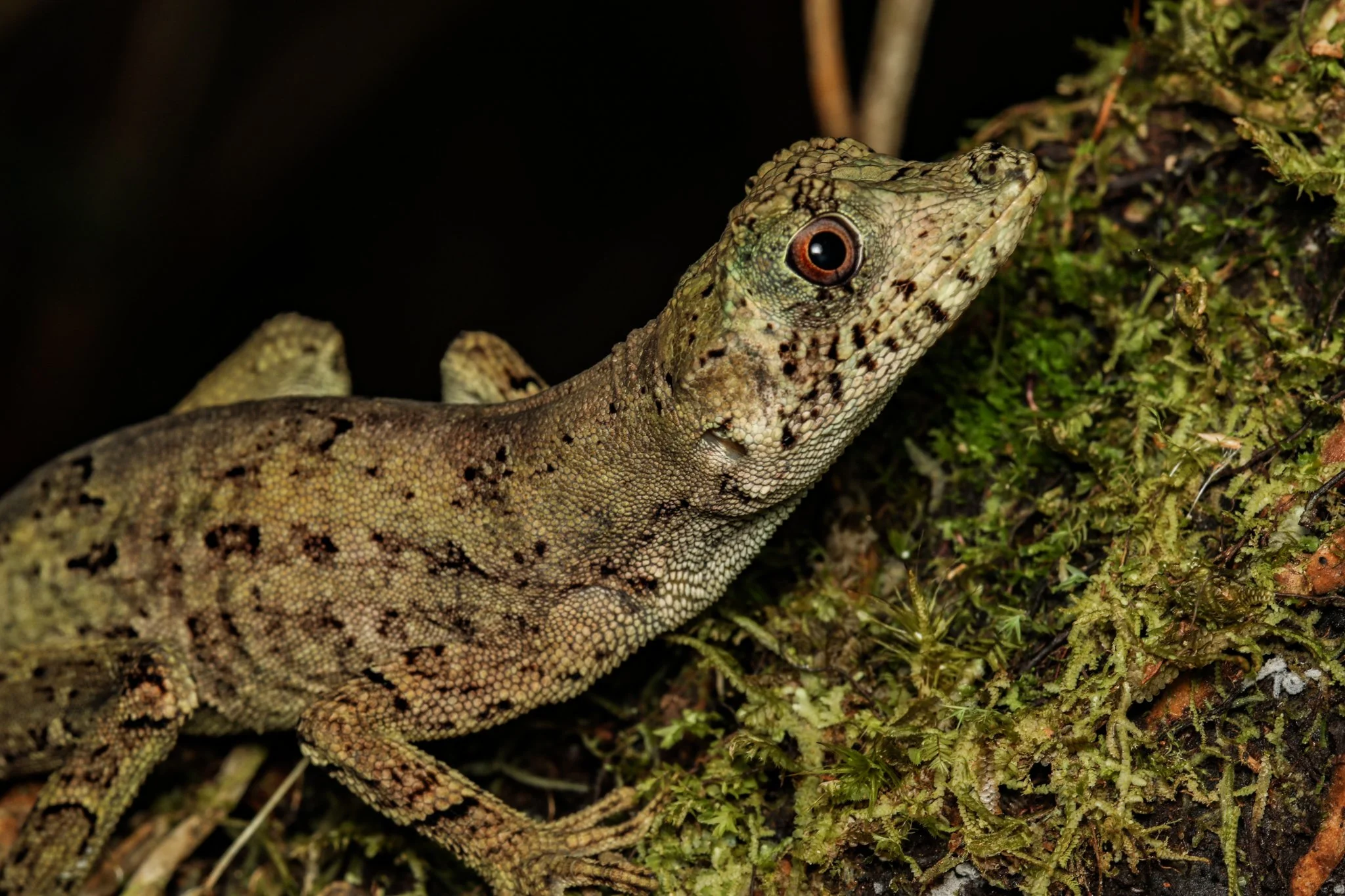 Close-up of a lizard with textured green and brown skin, resting on mossy ground.