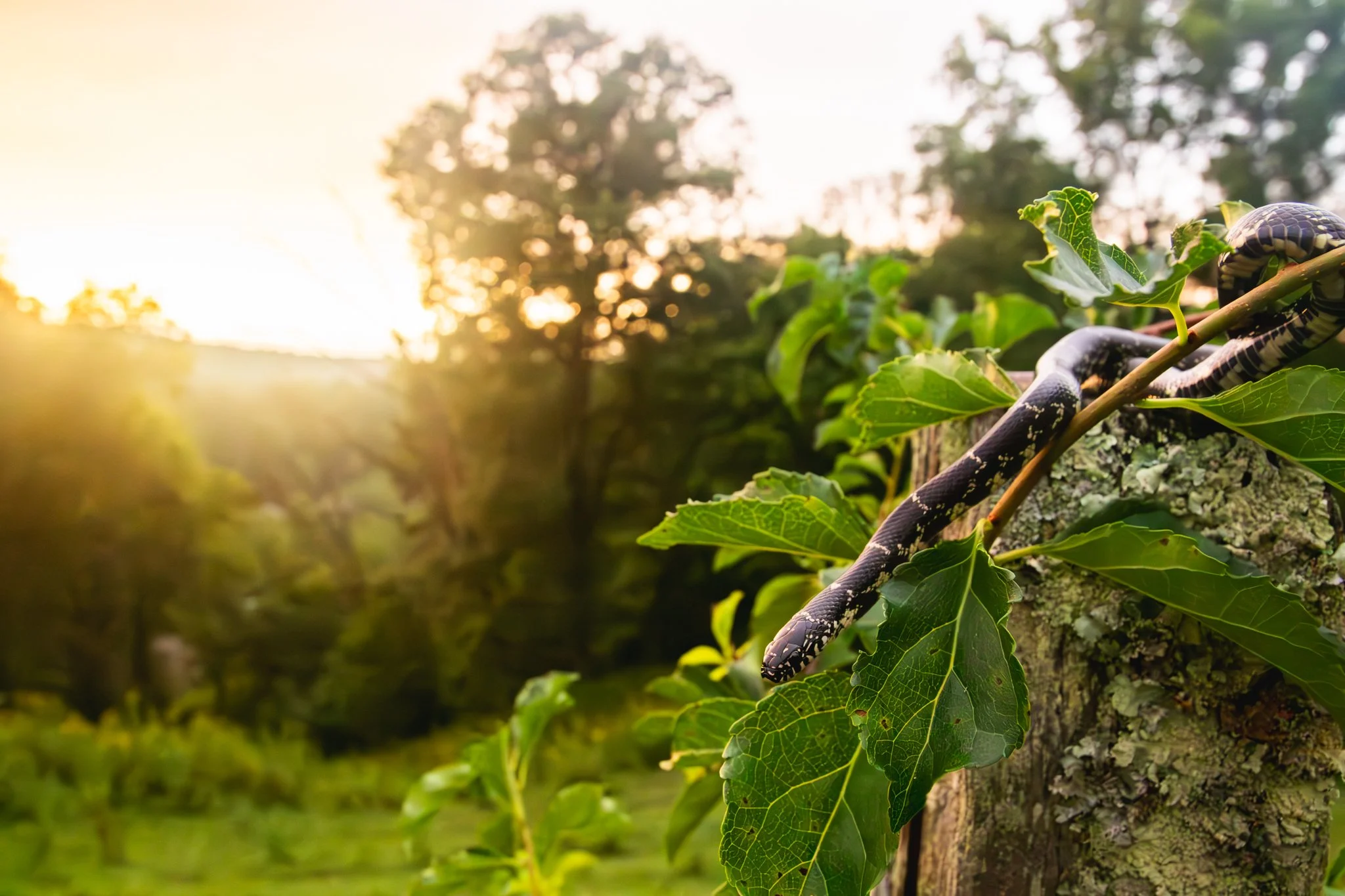 Close-up of a striped black and yellow caterpillar on green leaves and tree bark with sunlight in the background.