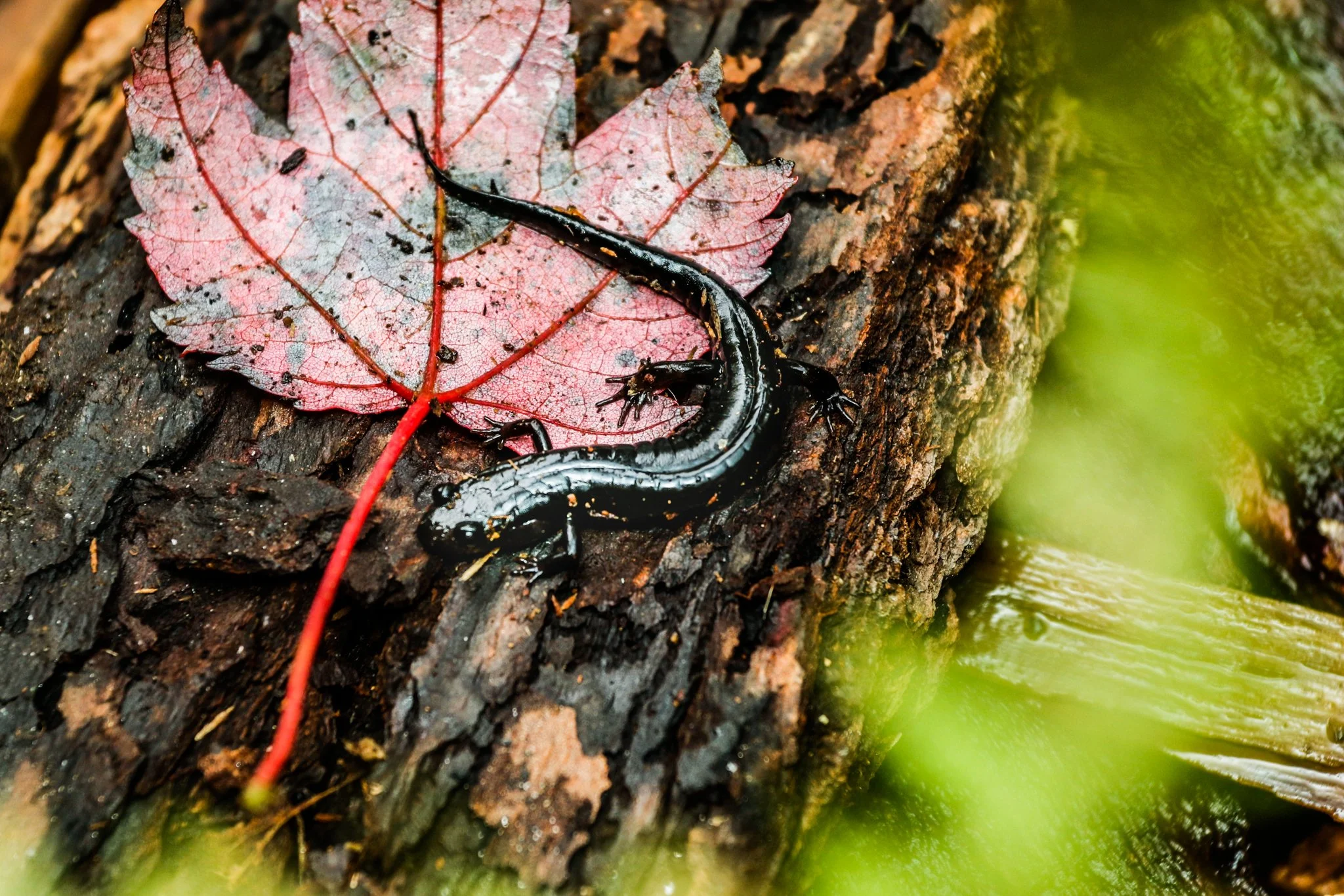A black salamander with yellow spots on a wet tree log, surrounded by green moss and a fallen red maple leaf.