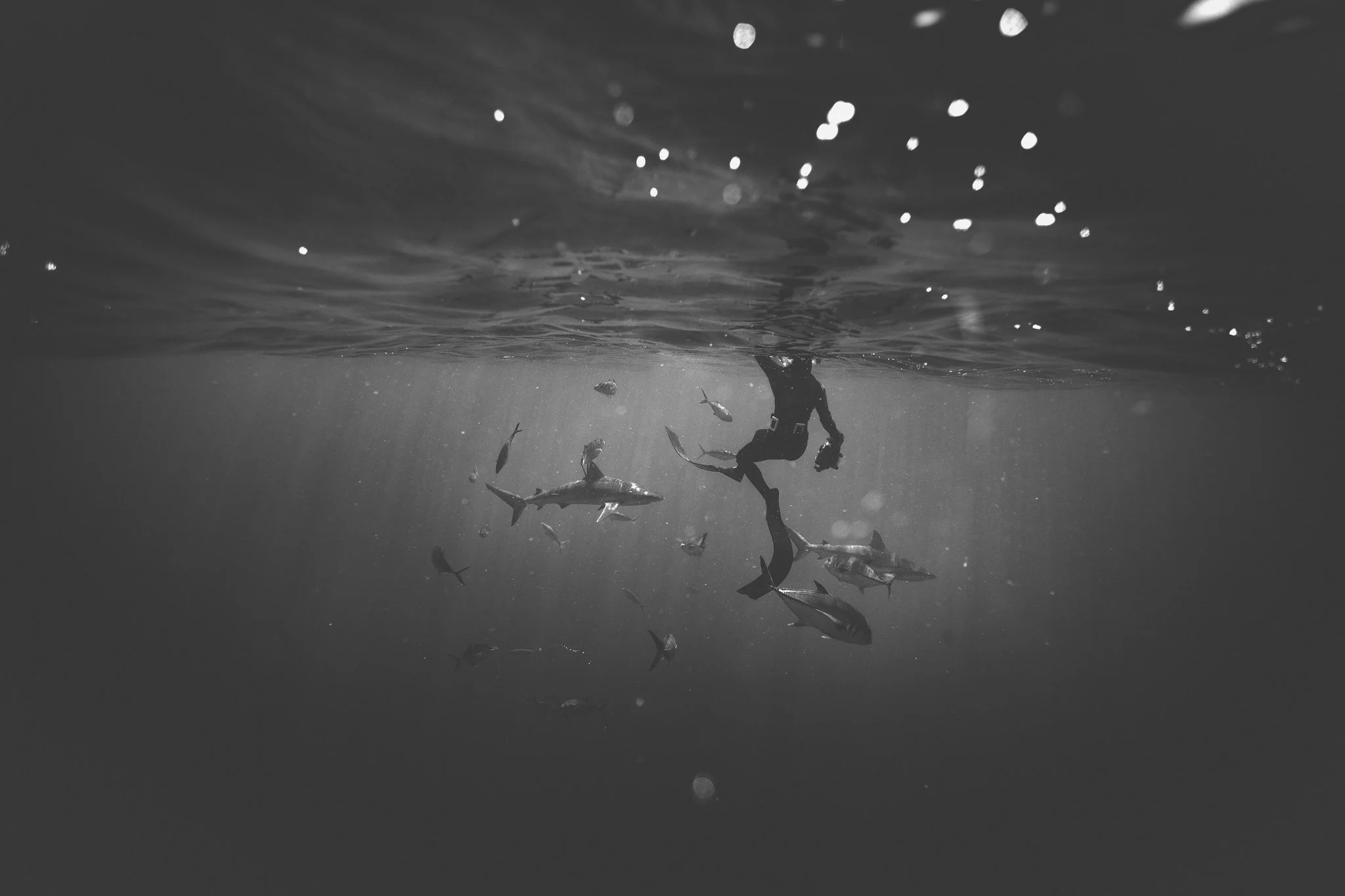 Underwater scene in black and white, showing a diver swimming among schools of fish near the water's surface.