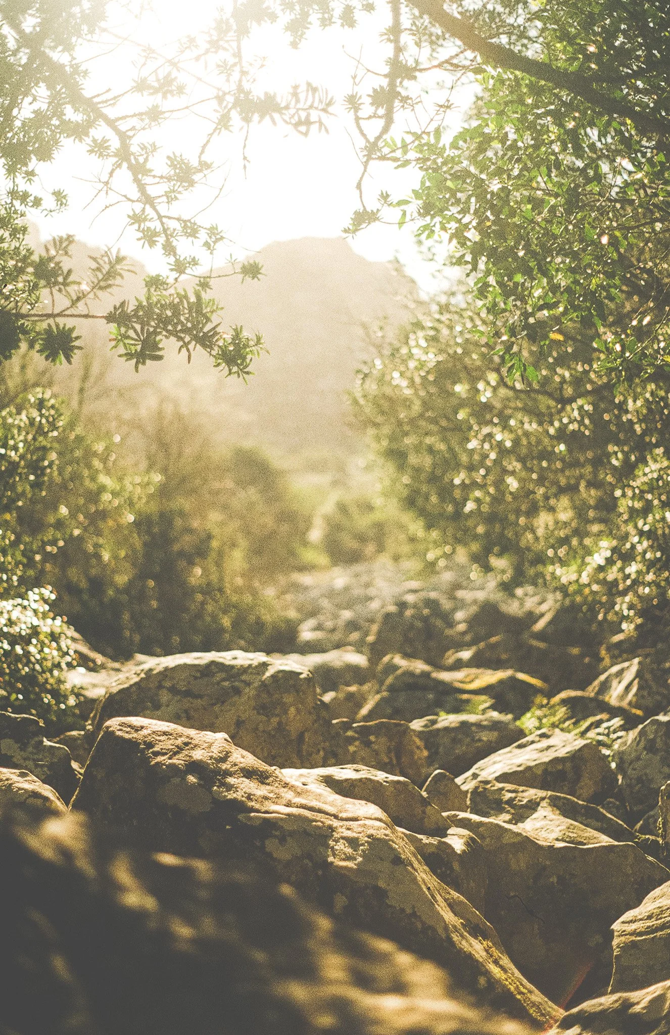 Sunlight streaming through trees over a rocky dirt path.