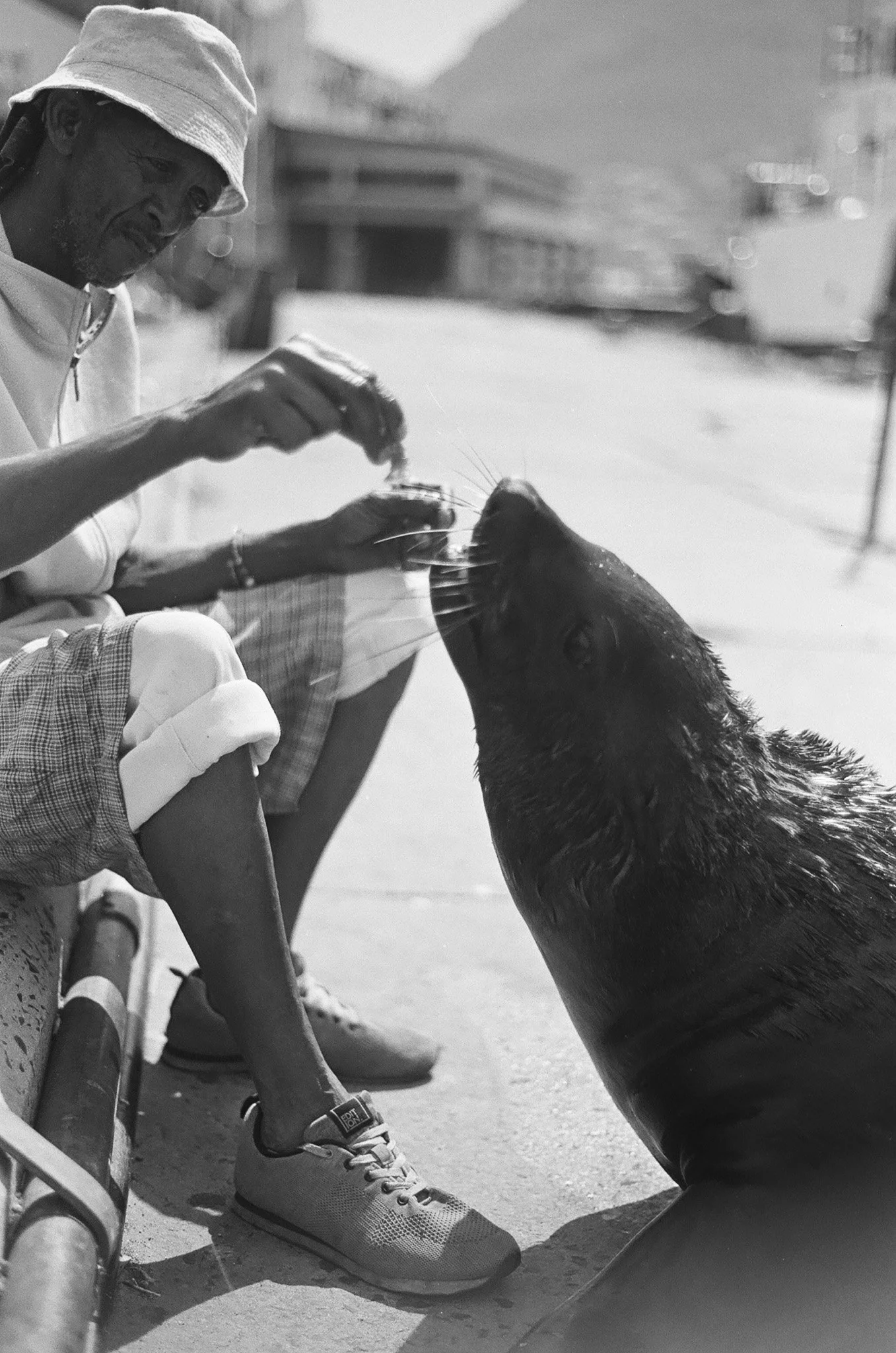 A person wearing a bucket hat and plaid shorts taps a cat gently on the nose with a finger while seated on the ground, with a skateboard and other objects nearby, in an outdoor setting.