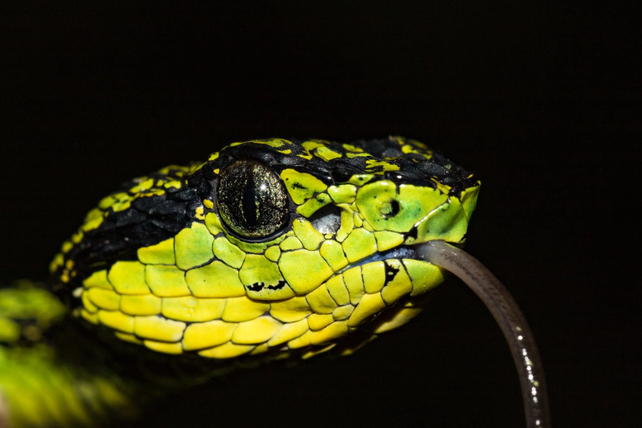Close-up of a yellow and black snake's head with glossy scales against a black background.