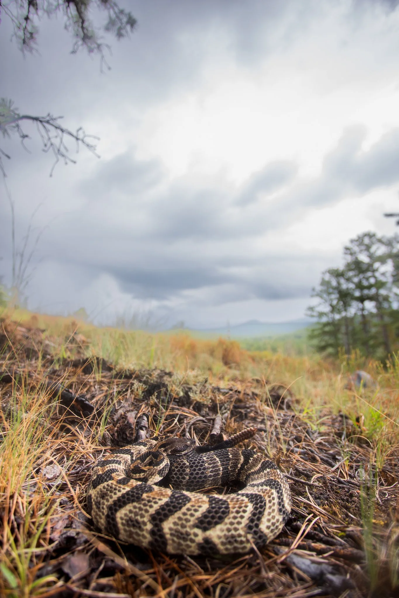 Close-up of a snake on the ground with dry grass and pine needles, with cloudy sky and trees in the background.
