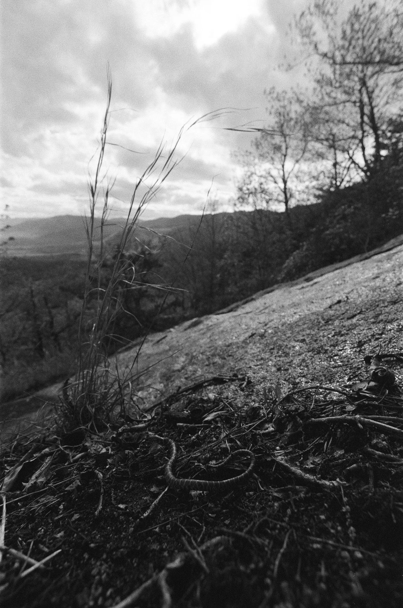 Black and white photograph of a natural landscape with dry branches and twigs in the foreground, a hillside in the middle ground, and trees with barren branches on the right side. The sky is cloudy with patches of sunlight breaking through.