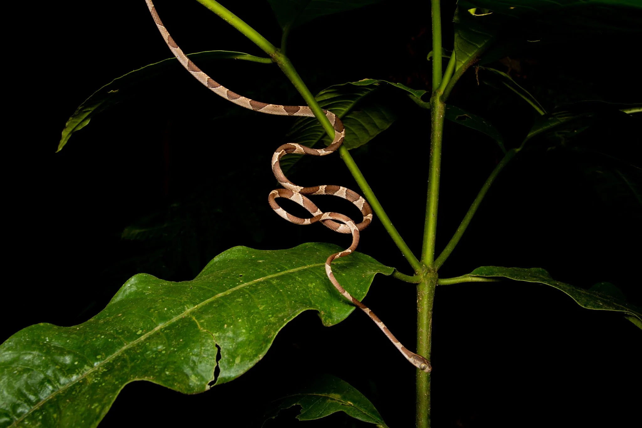 A small snake with a brown and white patterned body is coiled around the green leaves and stems of a plant, set against a dark background.