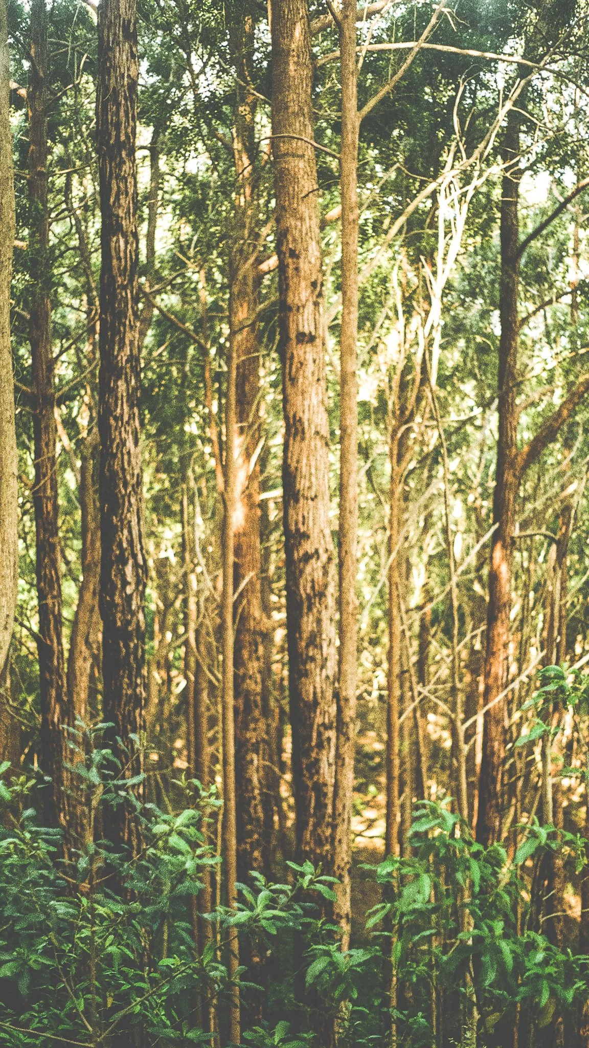 A dense forest with tall trees and green foliage. The image shows tree trunks and branches with sunlight filtering through the leaves.