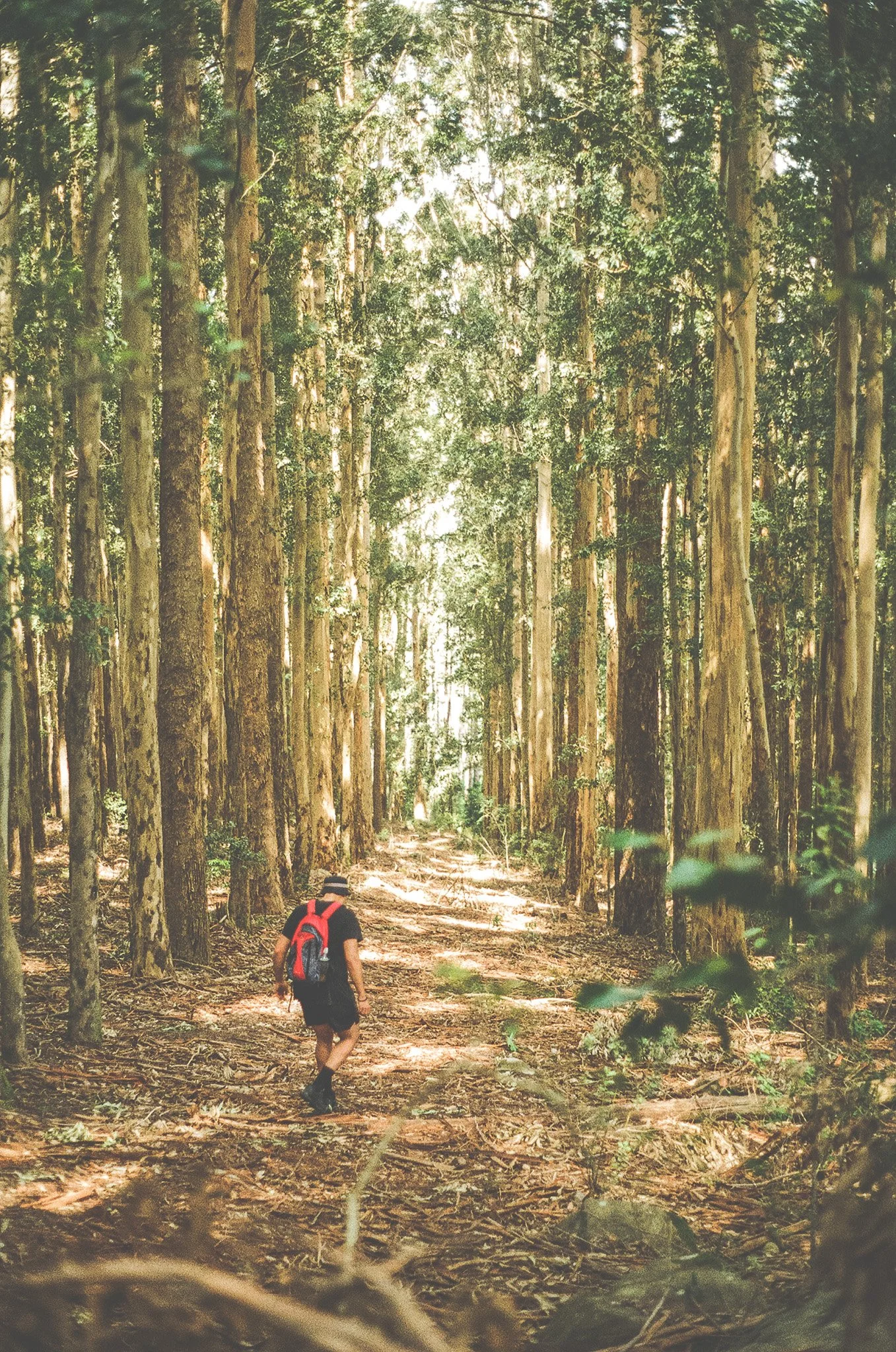A person walking through a dense forest with tall trees and sunlight filtering through the leaves.