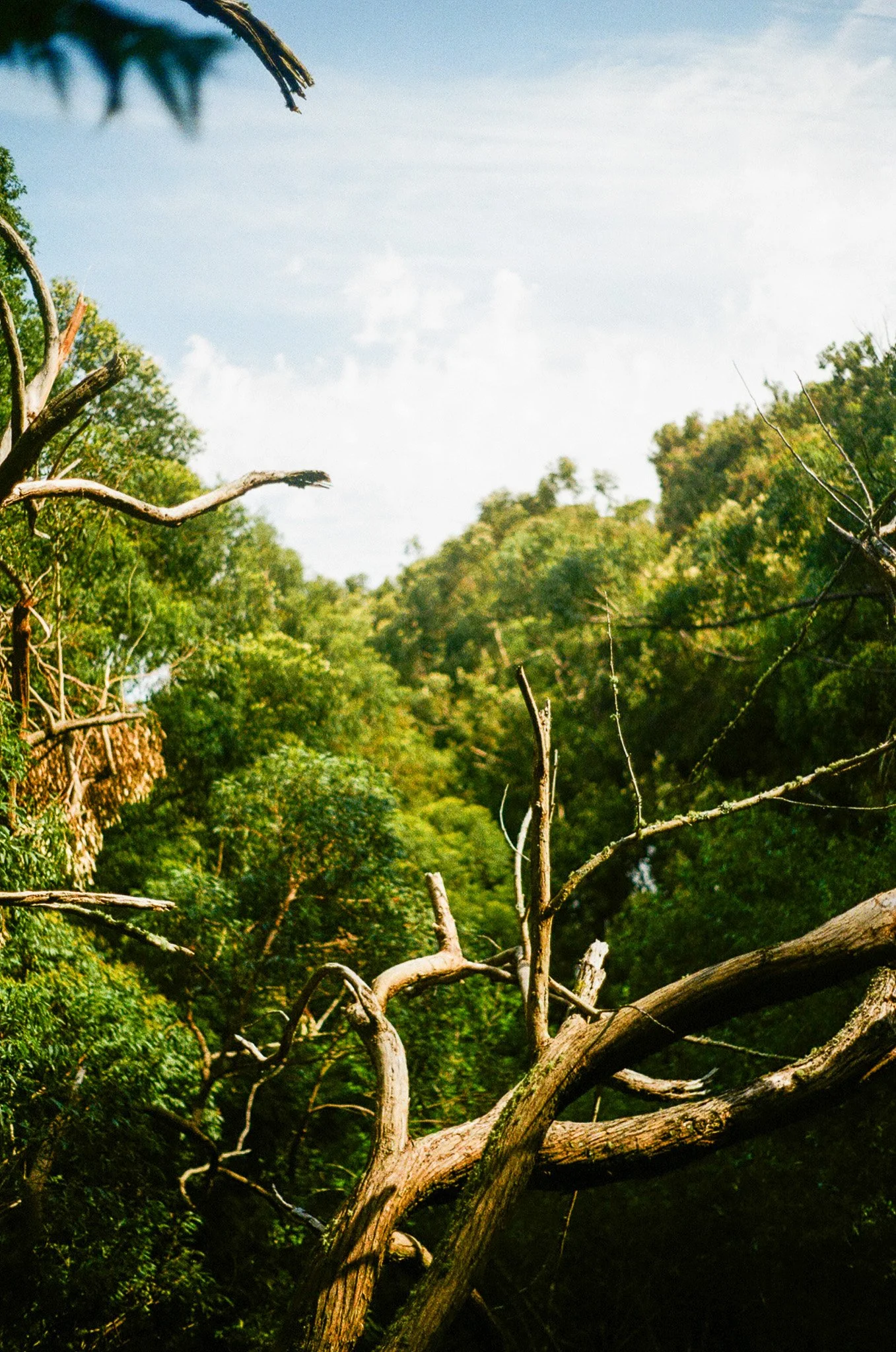 A fallen tree with twisted branches in a lush green forest under a partly cloudy sky.