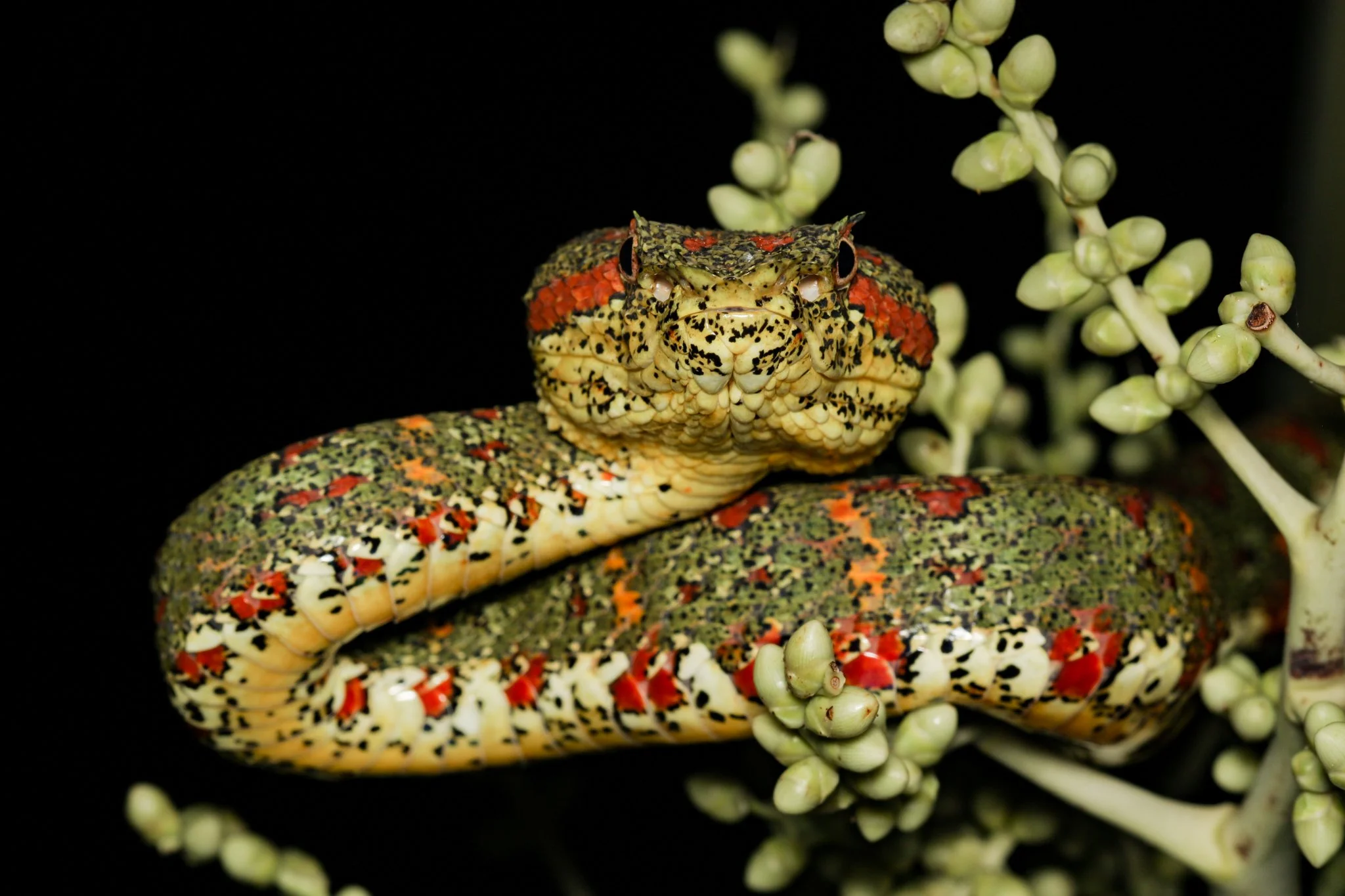 Close-up of a colorful, patterned gecko lizard on a plant with multiple green buds, against a black background.