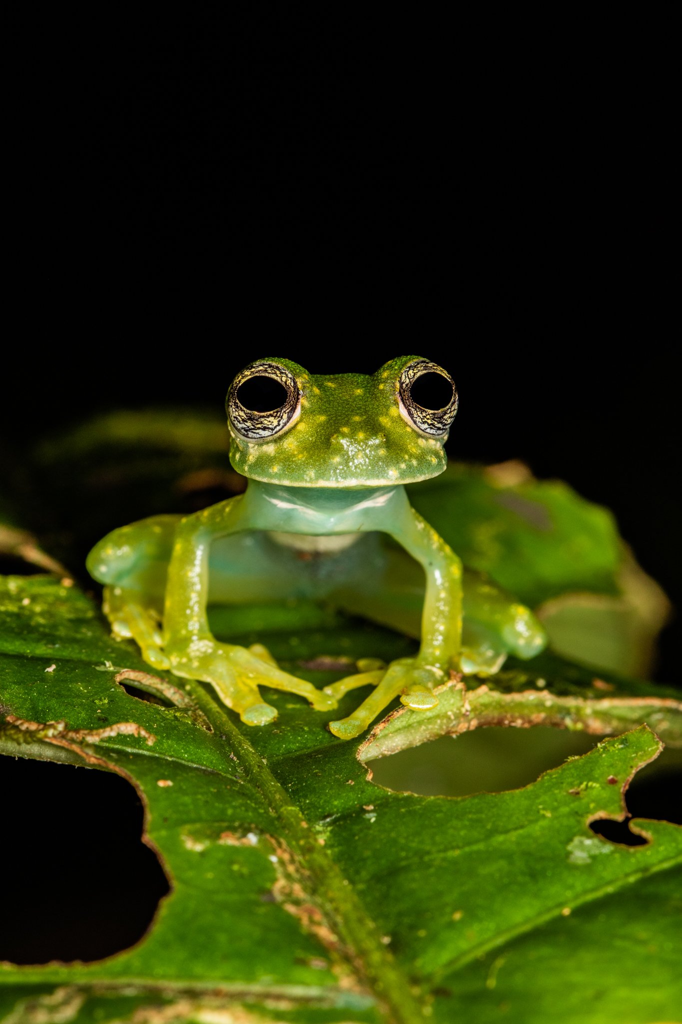 A close-up of a tiny green tree frog with black and white eyes, perched on a green leaf with holes, against a black background.