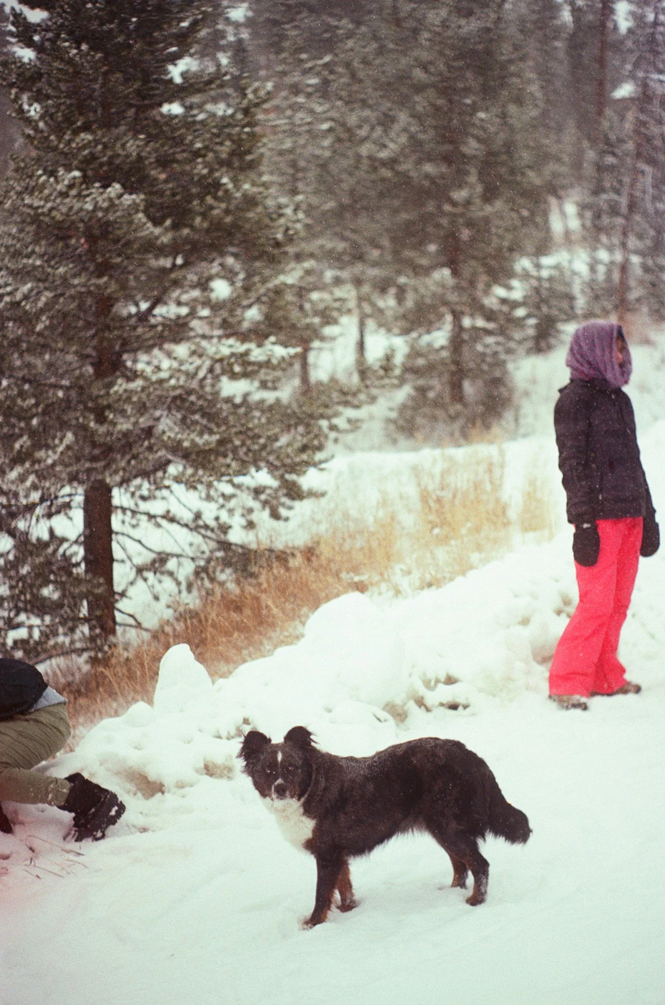 A person in winter clothing standing in the snow with a dog in front of them, snowy trees in the background.