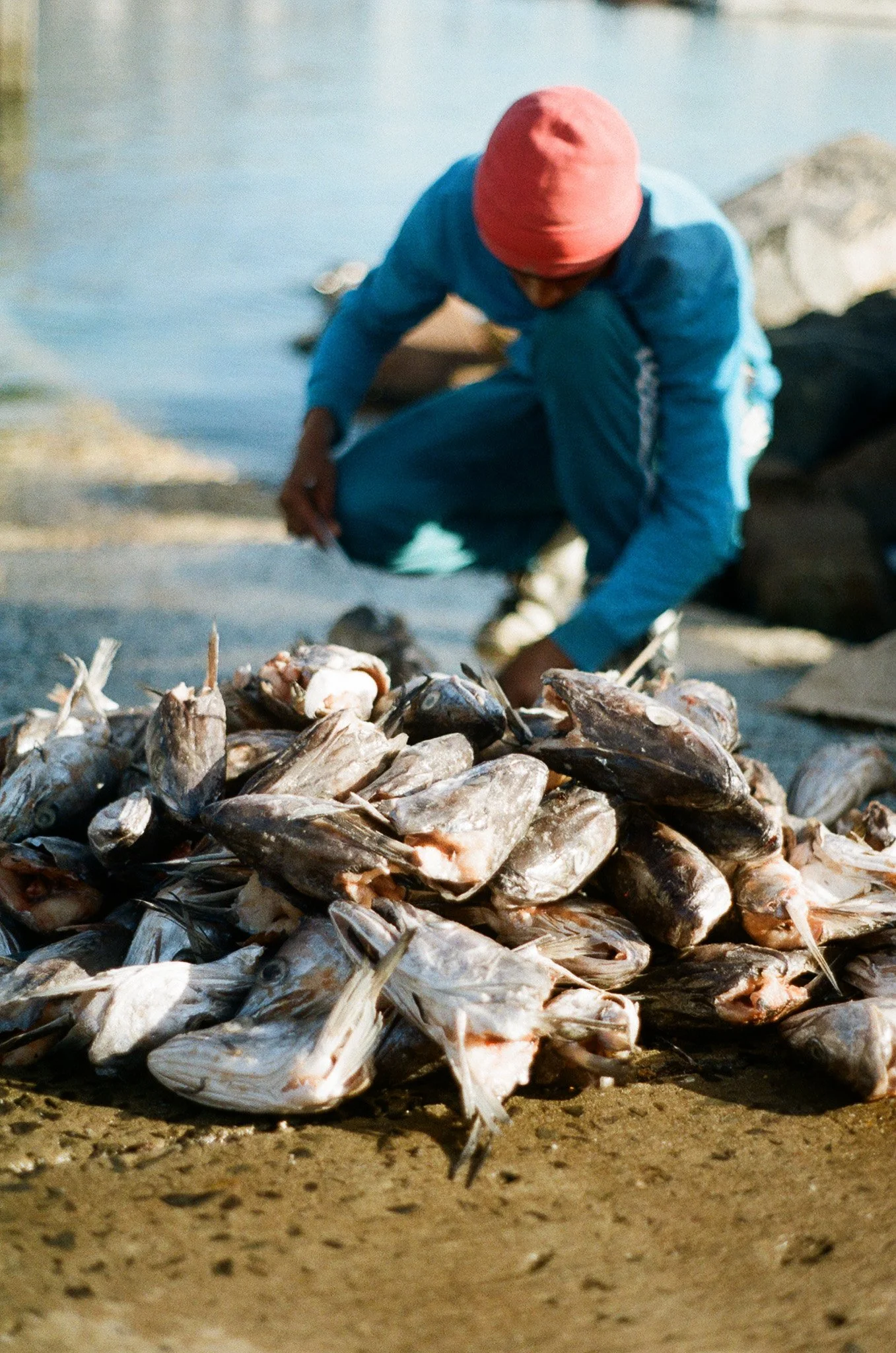 A person gathering and stacking fish remains on a sandy beach by the water, wearing a pink hat and blue clothing.
