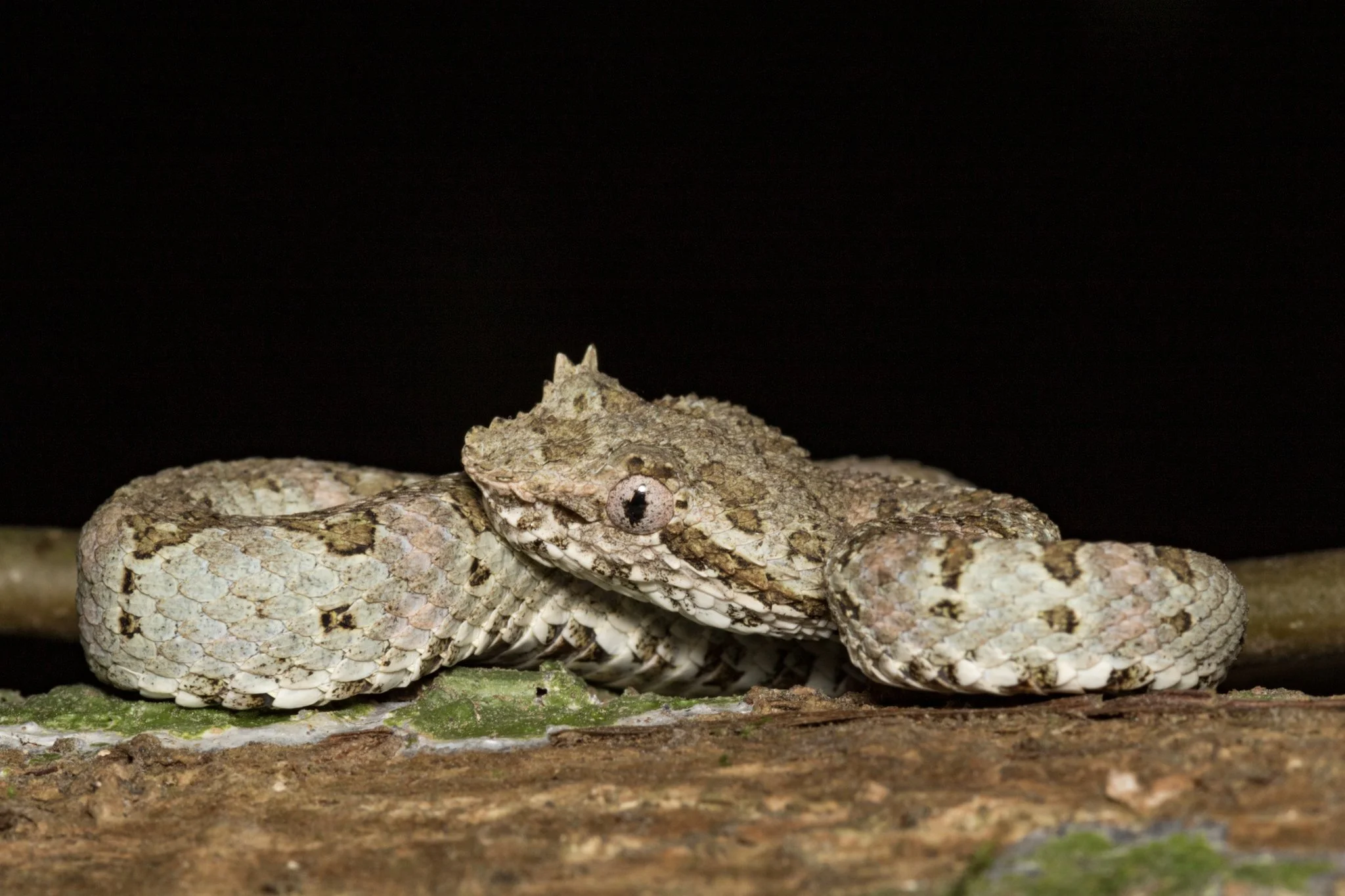 A camouflaged snake with a textured, patterned skin blending with a mossy and earthy surface, resting on a piece of wood.
