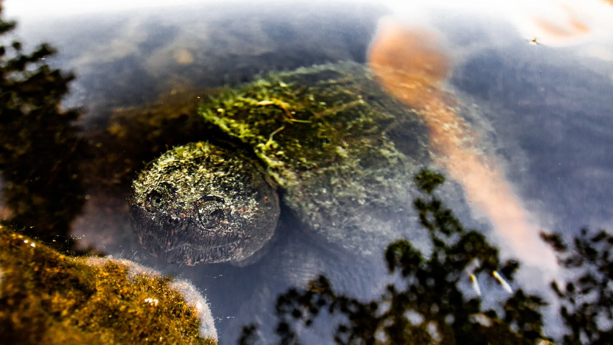A frog camouflaged on a rocky surface beneath water with algae and rocks nearby.