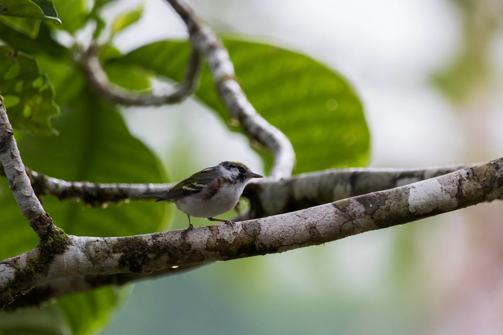 A small bird perched on a tree branch in a lush, green forest with large leaves in the background.