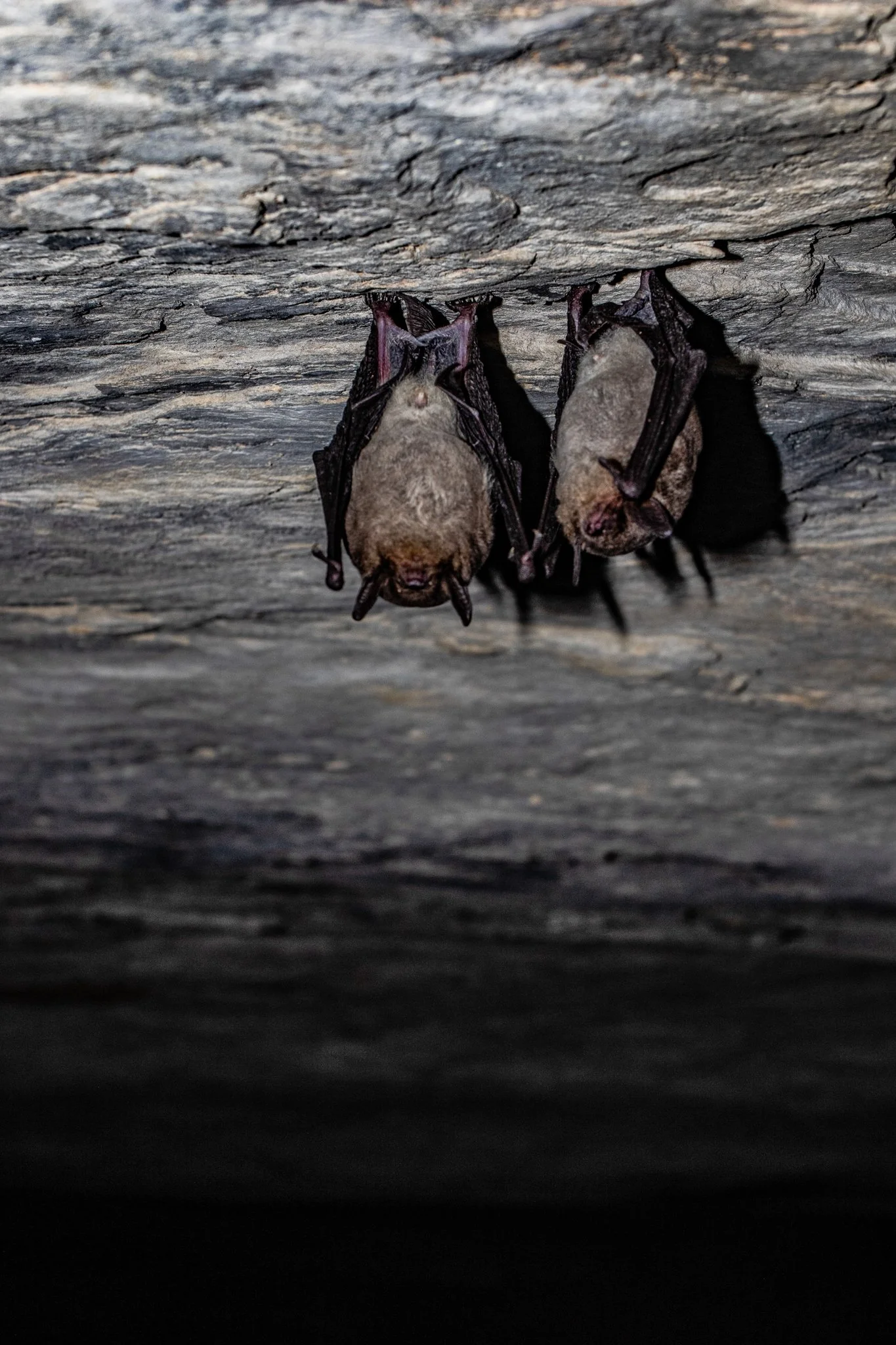 Two bats hanging upside down on a rough, dark wooden surface, with their wings folded close to their bodies.