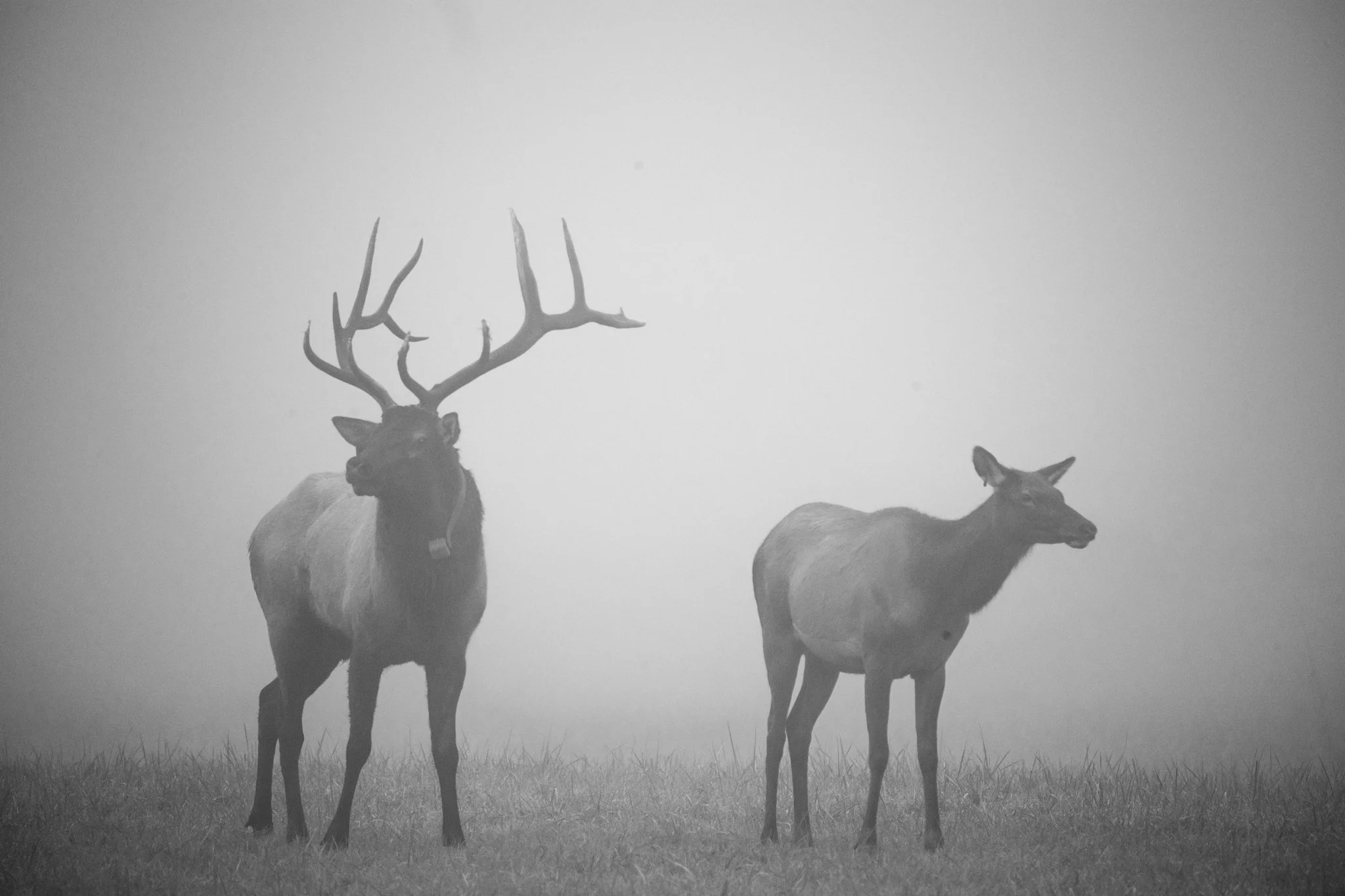 Black and white photo of three deer standing on grass with cloudy sky in the background.