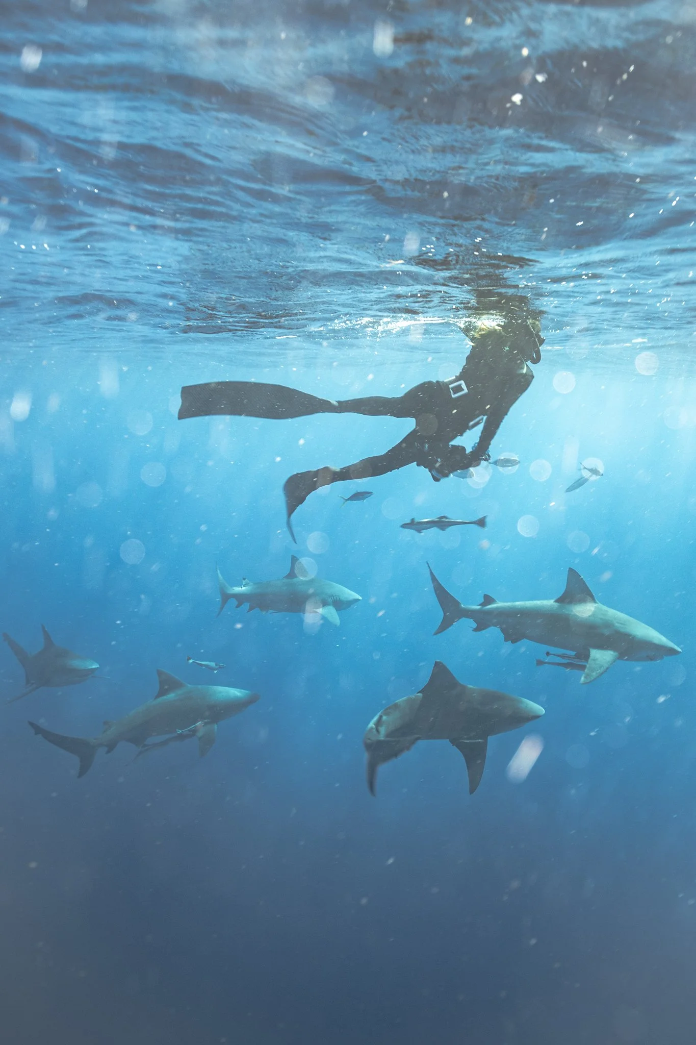 A scuba diver swimming underwater among sharks and small fish.