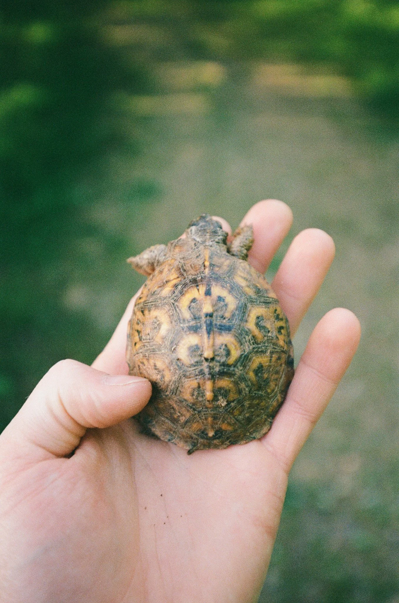 A person's hand holding a small tortoise with a textured shell, against a green blurred background.
