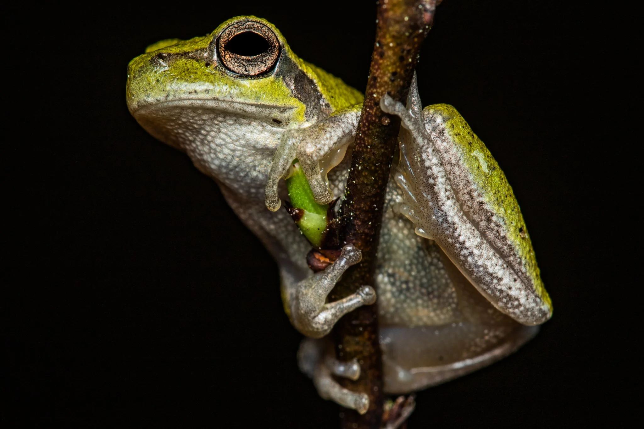 A close-up of a green tree frog clinging to a thin branch against a black background.