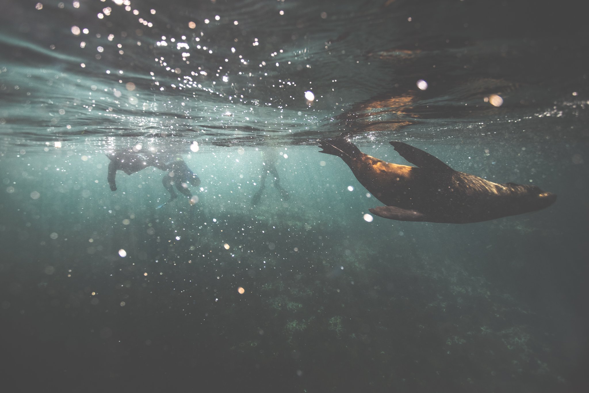 Underwater scene showing a swimmer and a large shark swimming in the ocean, with sunlight filtering through the water and bubbles around.