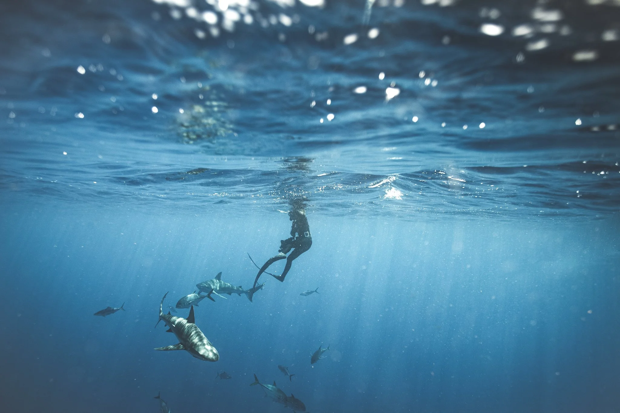 Underwater scene showing a person on a jet ski and a school of small sharks swimming below in the ocean.