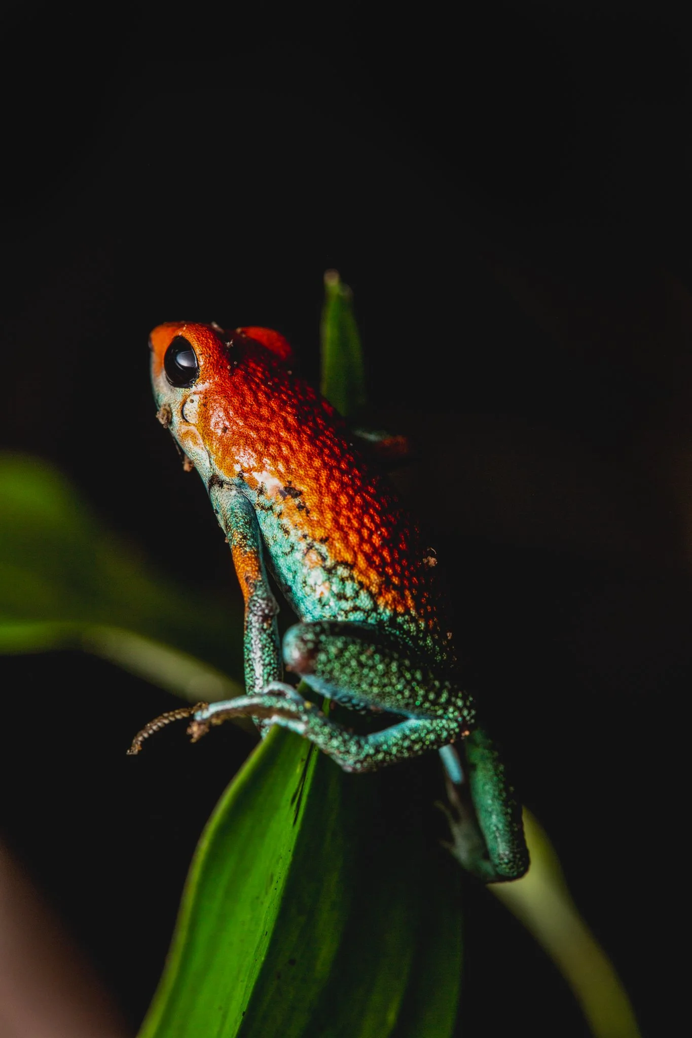 Close-up of a colorful gecko with red, turquoise, and orange patterns on its body, perched on a green plant stem against a black background.