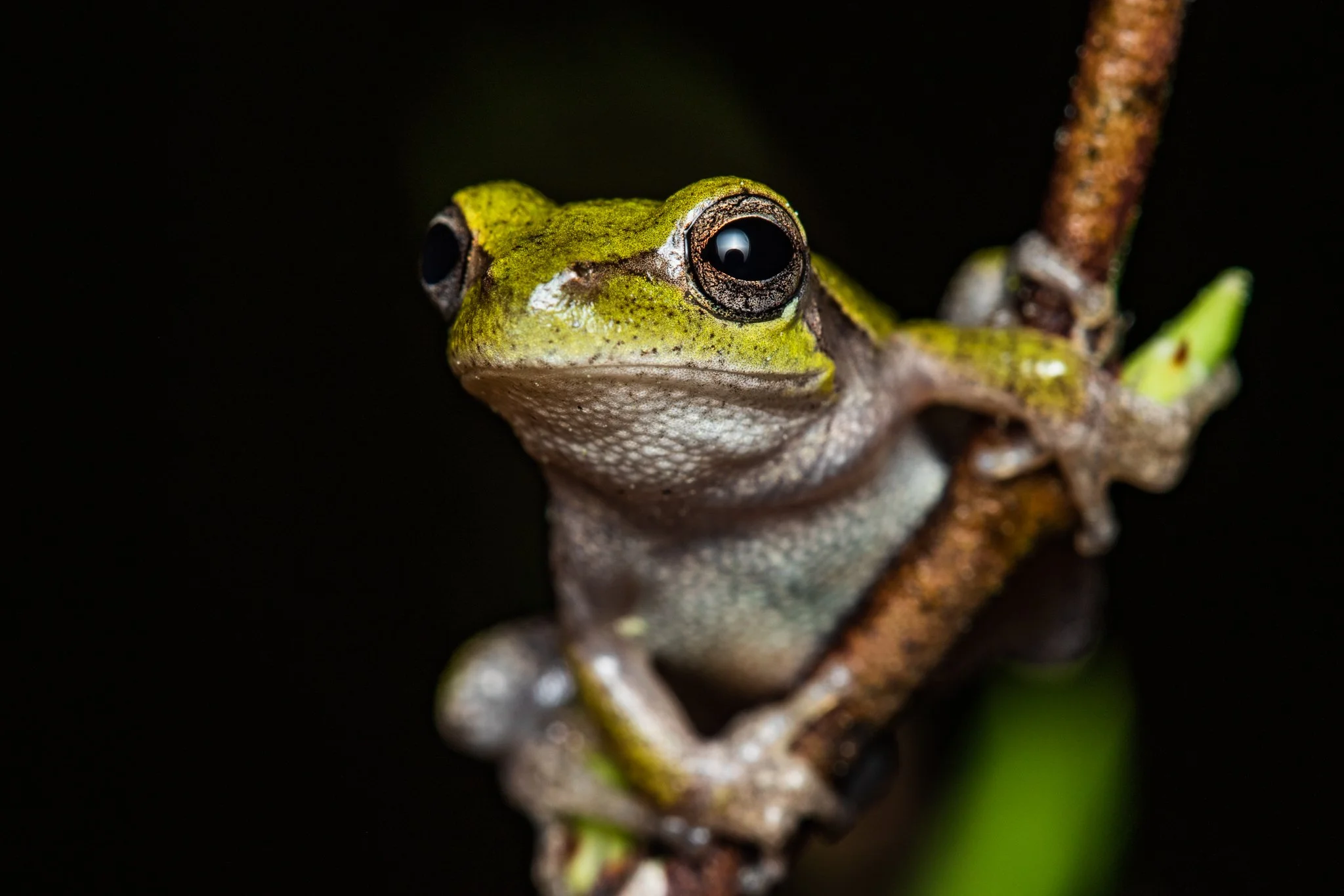 Close-up of a green and brown frog on a branch with a dark background.