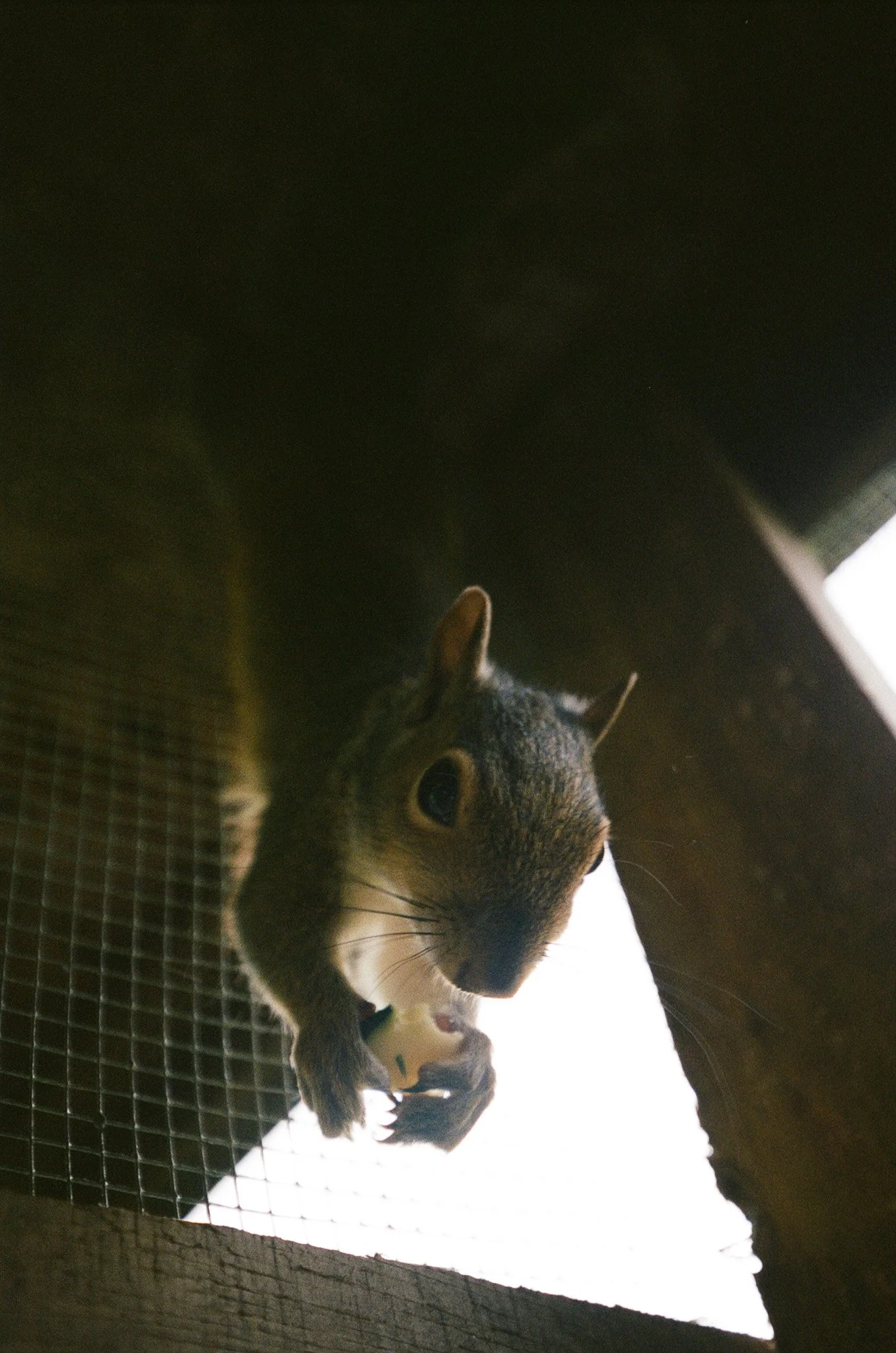 Close-up view of a squirrel peeking through a metal grid, with a dark background and a bright light source behind the squirrel.