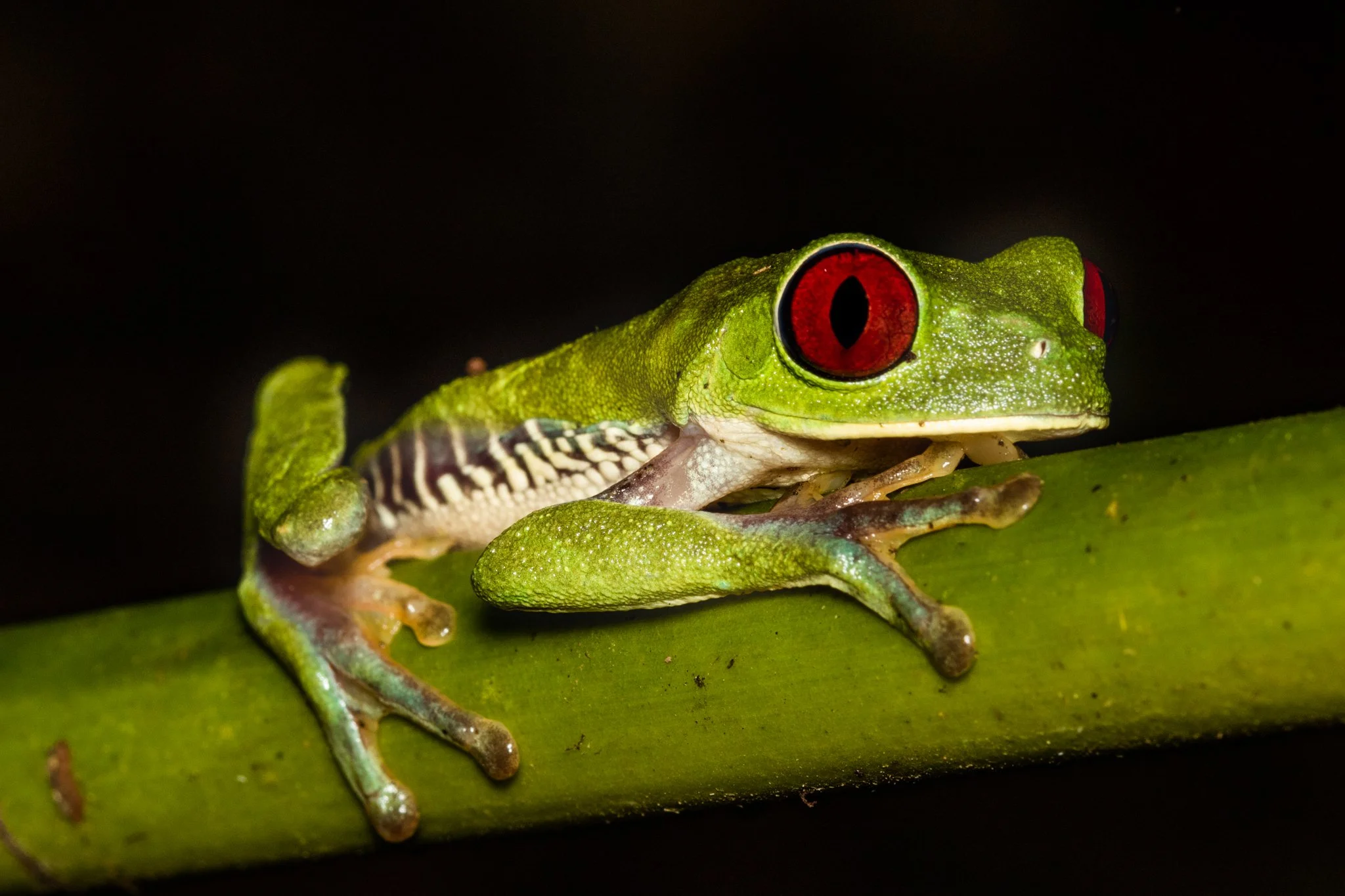 A close-up of a green frog with red eyes sitting on a green branch against a black background.