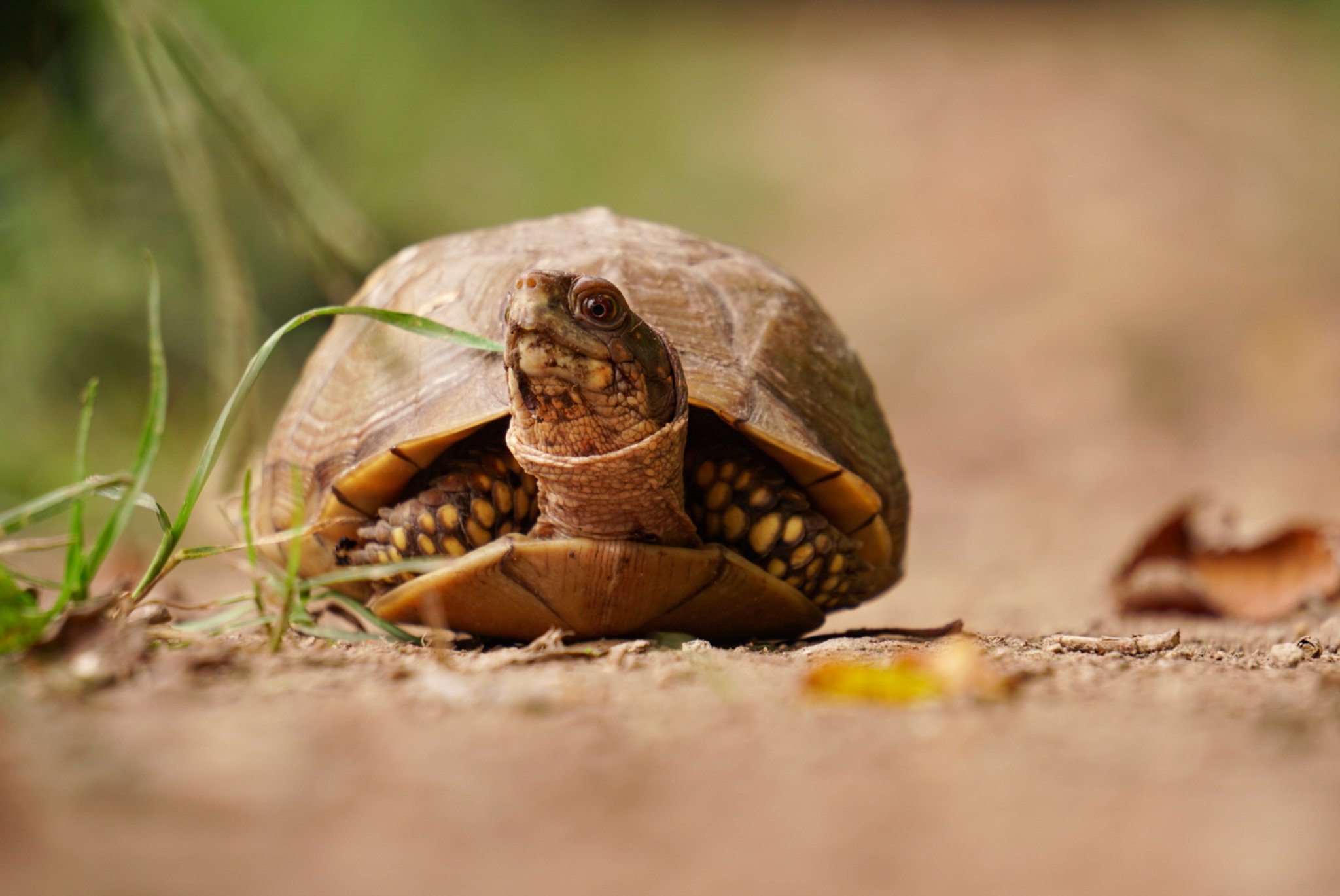 A turtle with a domed shell, peeking out from its shell, on the ground surrounded by grass and leaves.