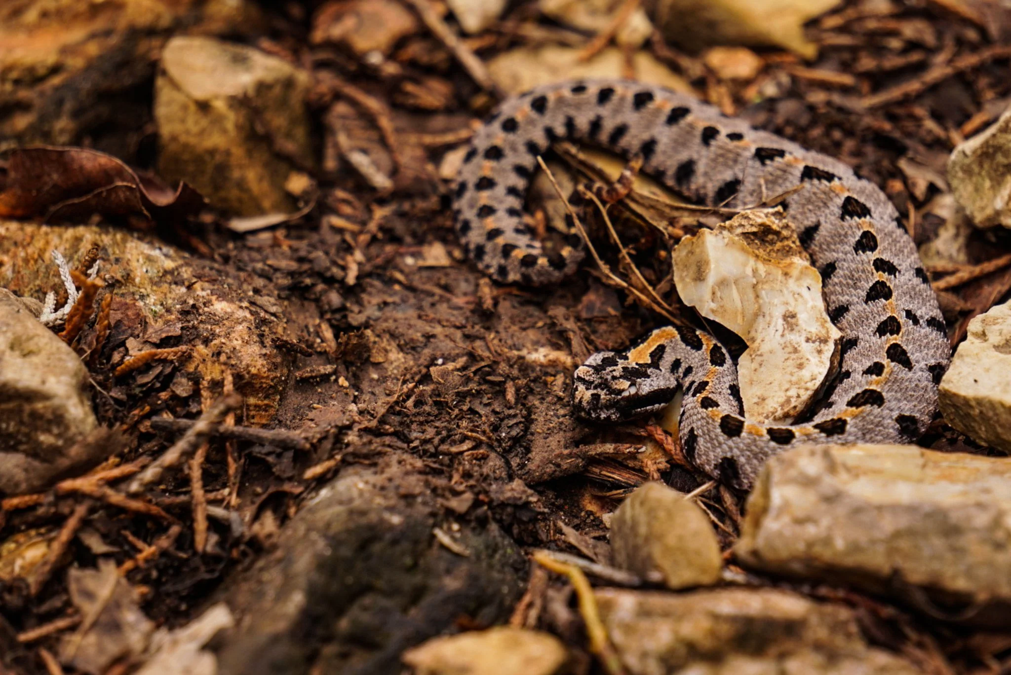 A snake with black and yellow markings on the ground among rocks and dirt.