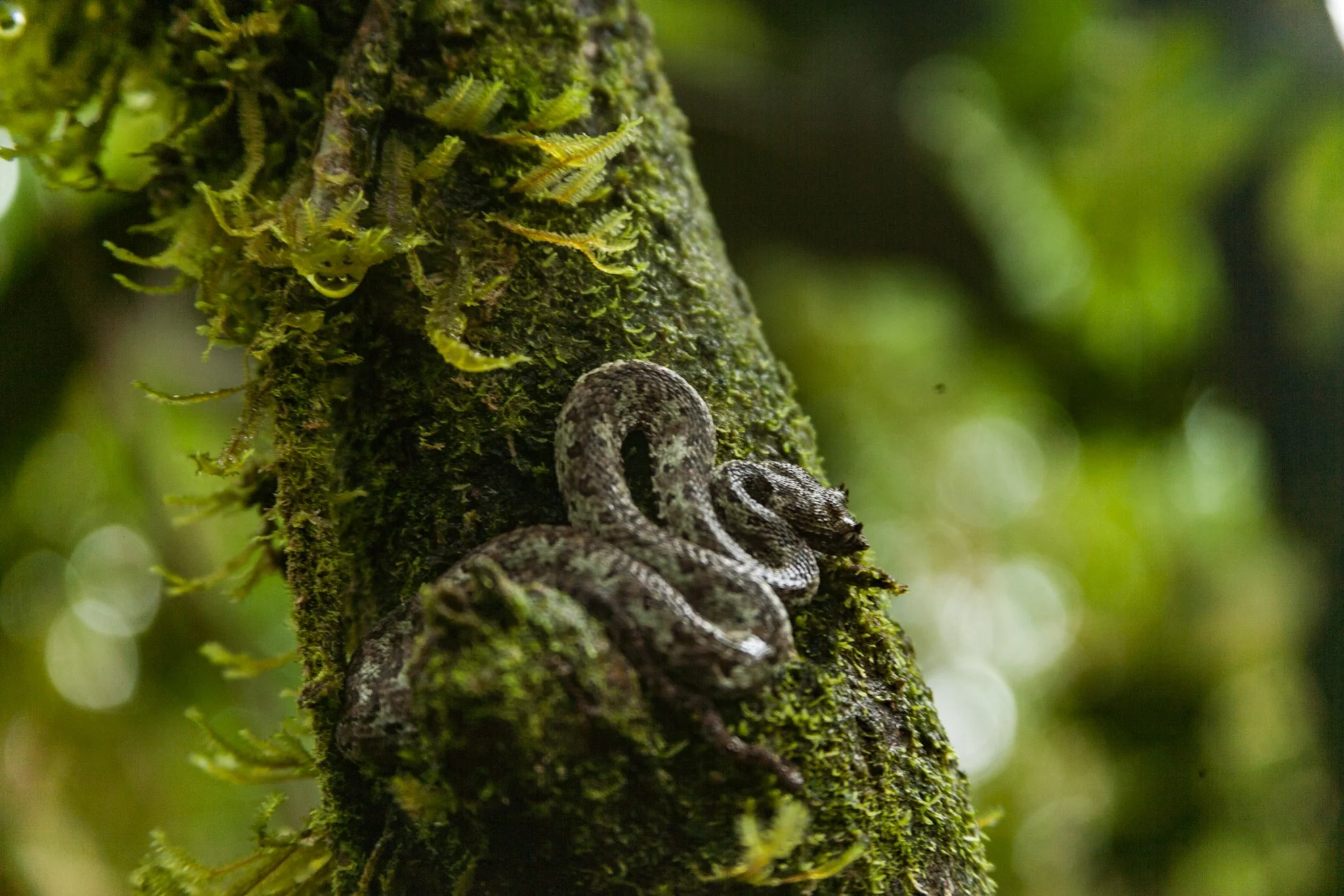 Close-up of a moss-covered tree branch with small reptiles clinging to it, surrounded by blurred green foliage.