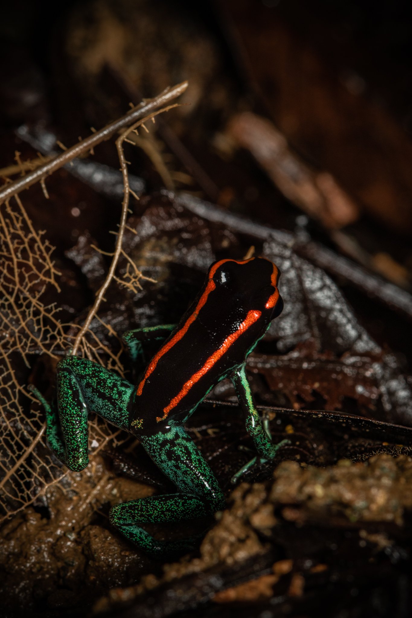 A brightly colored poison dart frog, with green spots on black skin and orange markings, is situated on dark wet soil among decaying leaves and sticks, in a damp forest floor.