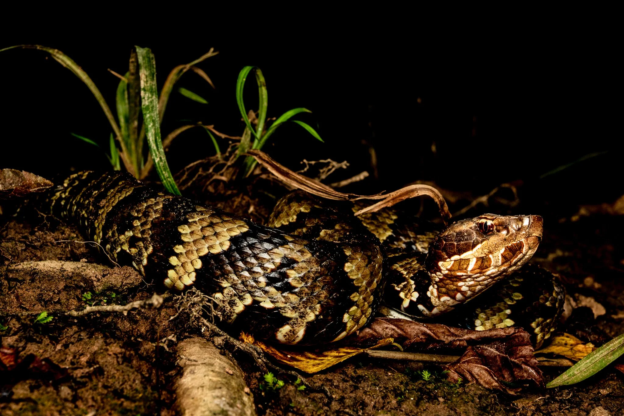 A snake with black, brown, and yellow patterned scales coiled on the ground among dirt, leaves, and green plants in a dark environment.