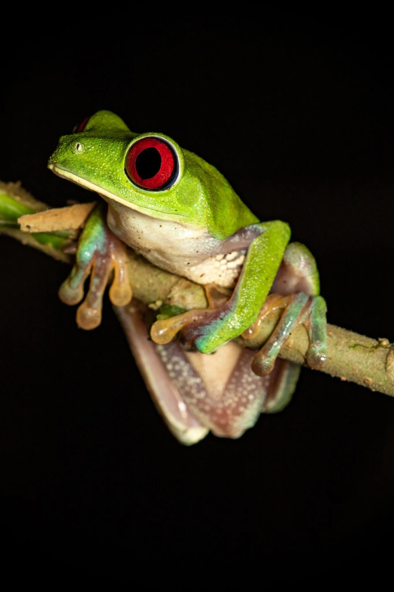 Close-up of a green frog with red eyes perched on a branch against a black background.