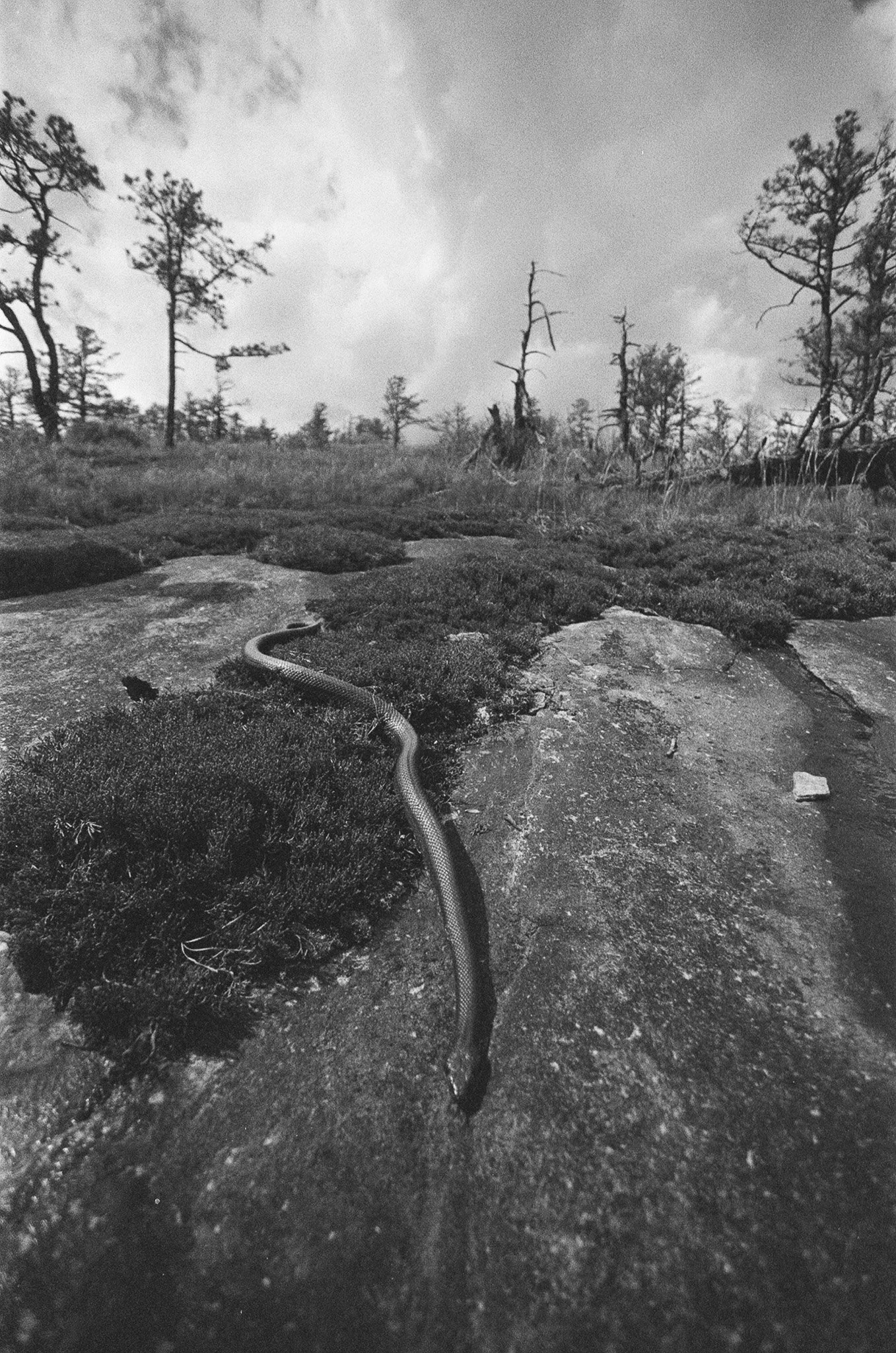 A black-and-white landscape featuring a rocky ground, dry grass, and leafless trees under a cloudy sky. A snake is visible on the ground, near the foreground.
