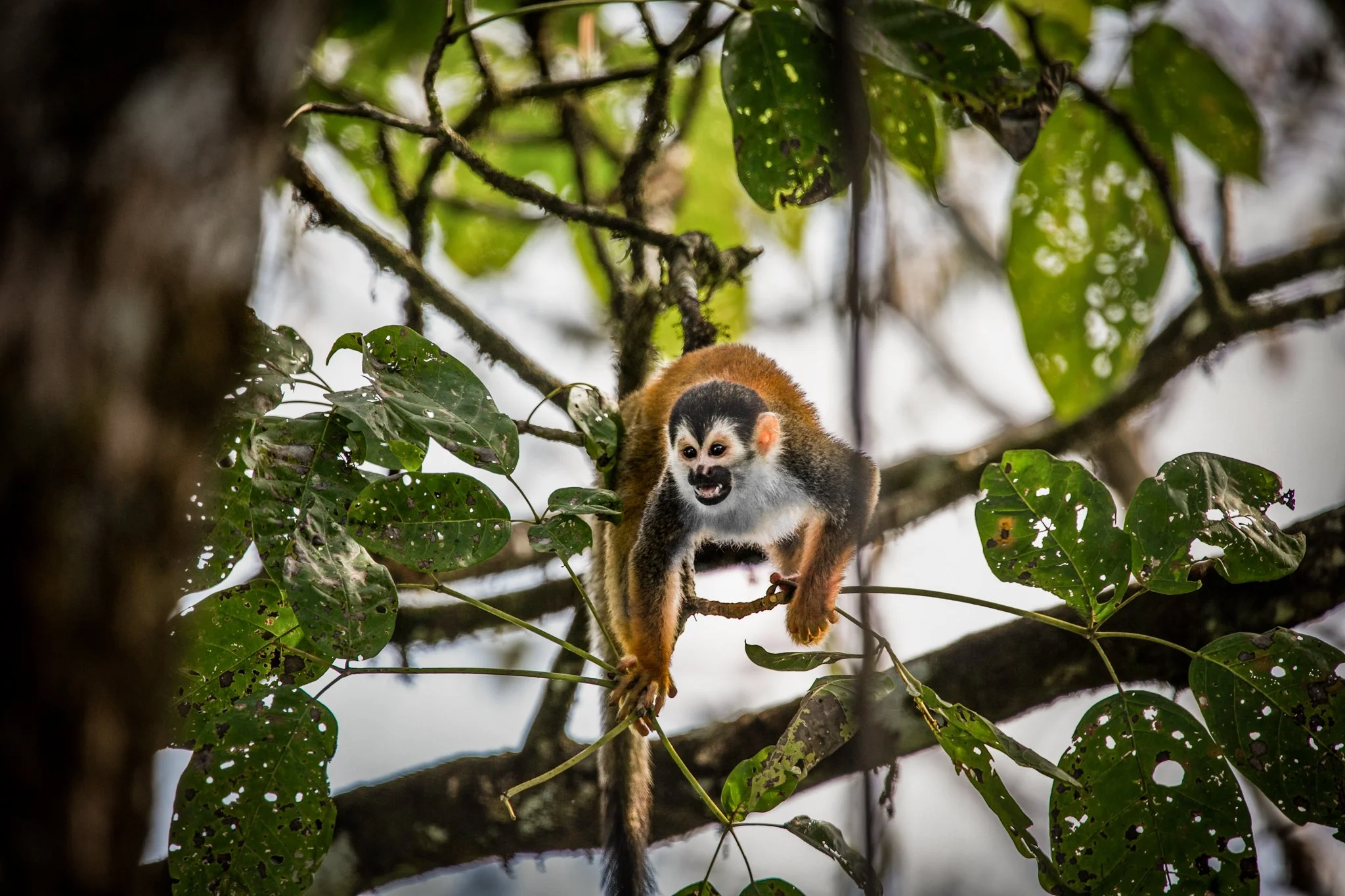 A squirrel monkey on a tree branch in a dense jungle, surrounded by green leaves.