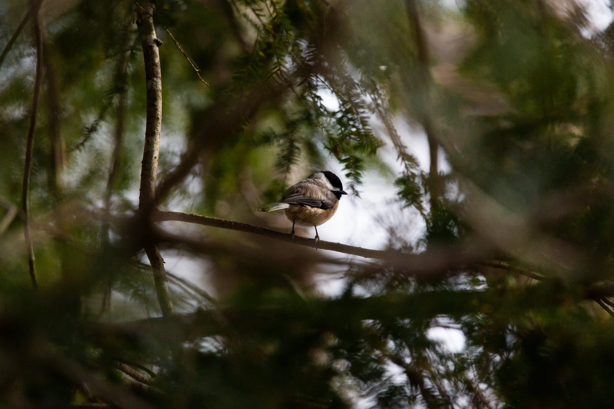 A small bird with a black cap and white cheeks perched on a branch in a forest, surrounded by green pine needles and branches.