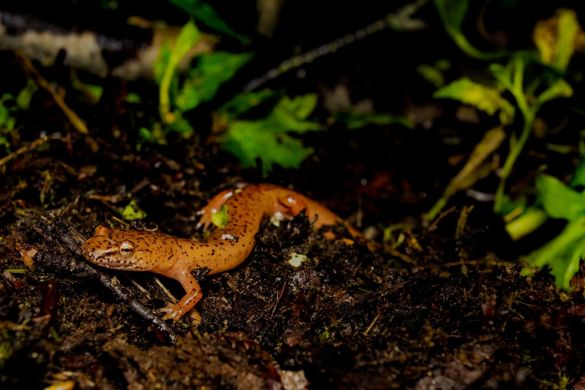A small, orange salamander with dark spots on the ground among dark soil and green plants.