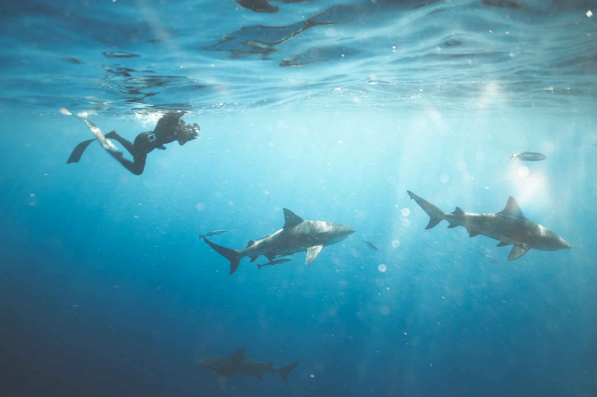 Underwater scene with divers and sharks swimming among smaller fish in clear blue water.