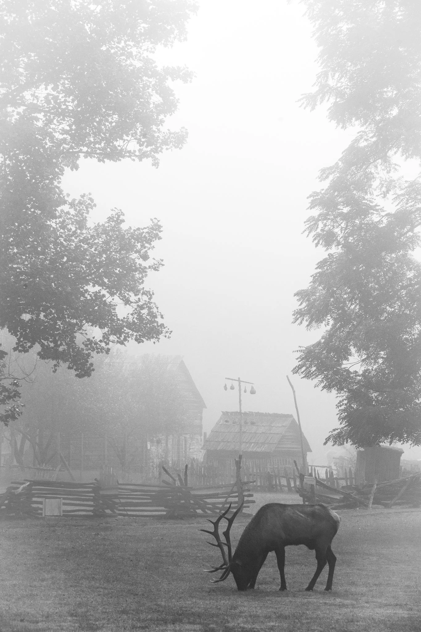 A black and white photo of a rural village scene with a reindeer grazing on the grass in the foreground. There are trees and a wooden fence surrounding the area. In the background, there are small wooden houses, a utility pole, and a misty or foggy a