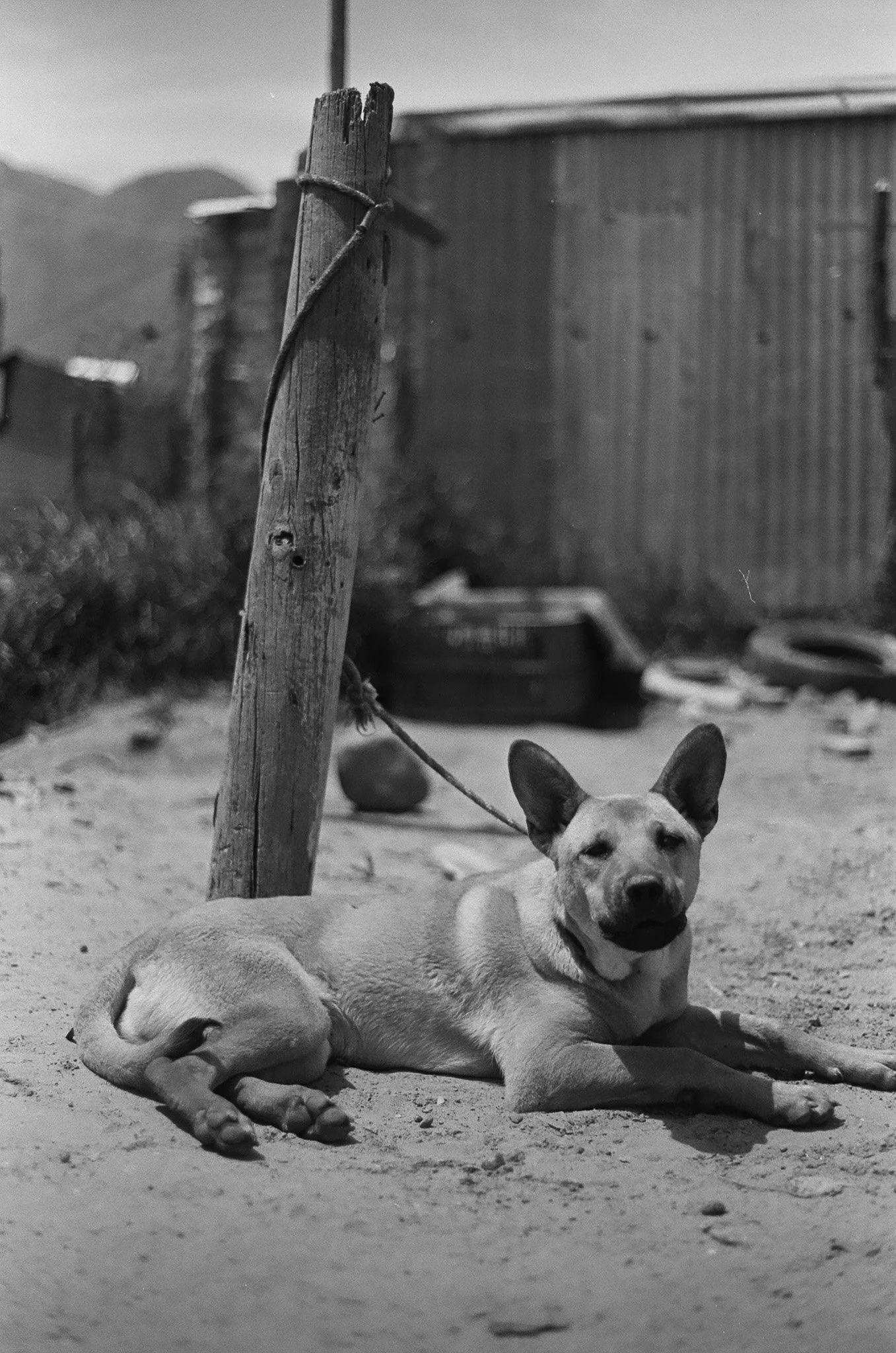 A dog lying on sandy ground with a wooden post and a rope in the background, in what appears to be a desert or beach setting.