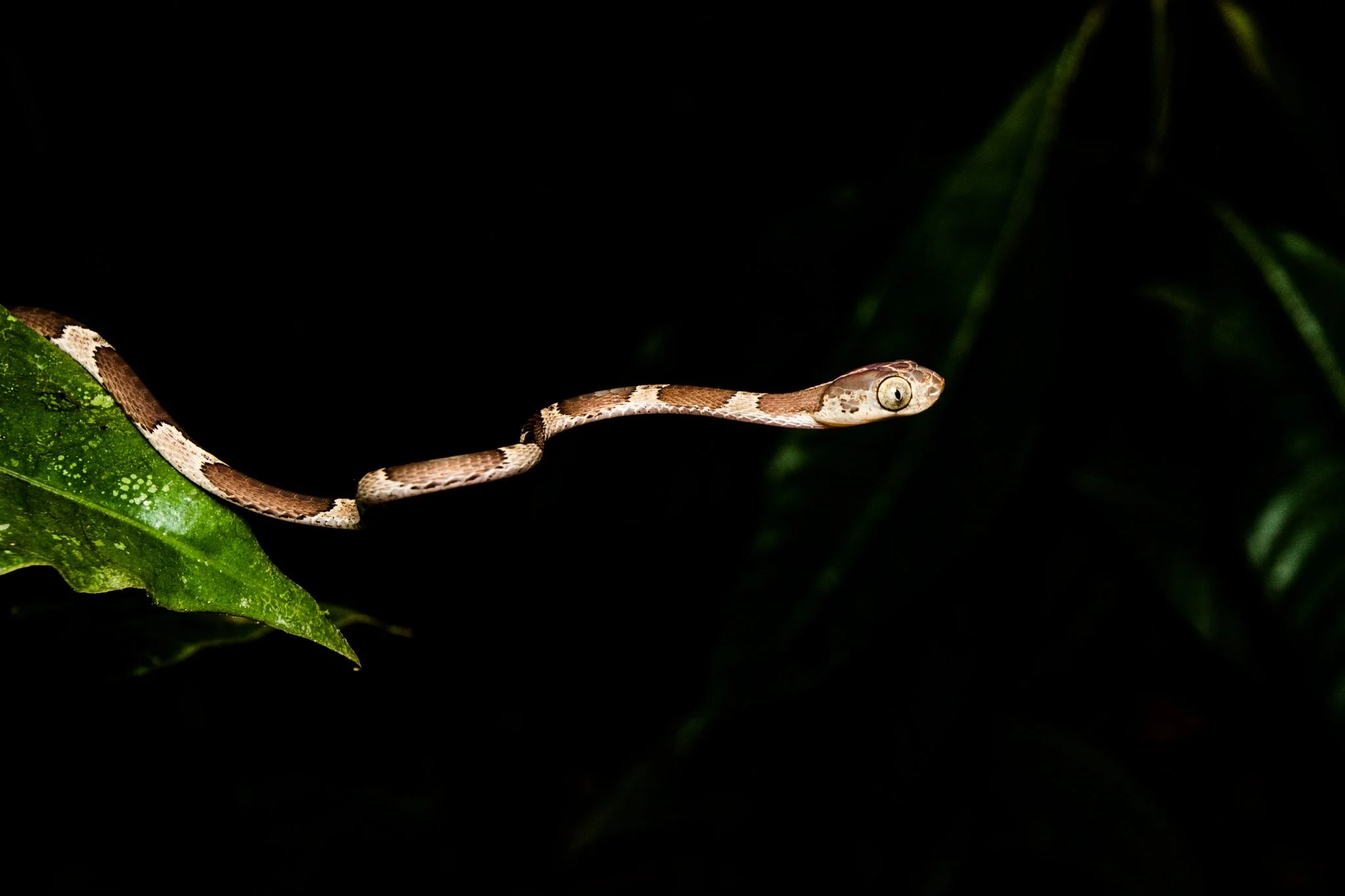 A small snake with brown and white markings slithering on a green leaf against a dark background.