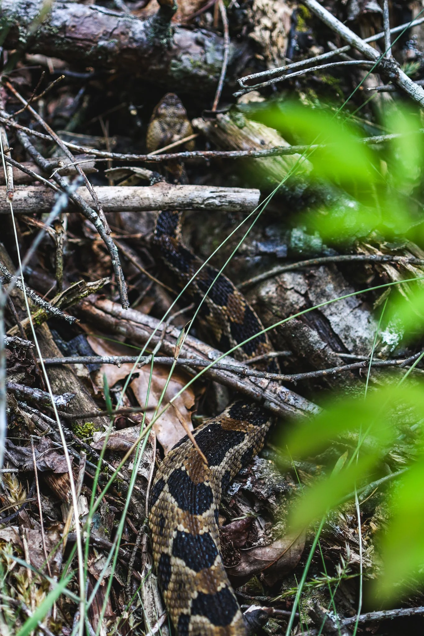 A snake blending into the forest floor among twigs, leaves, and moss.
