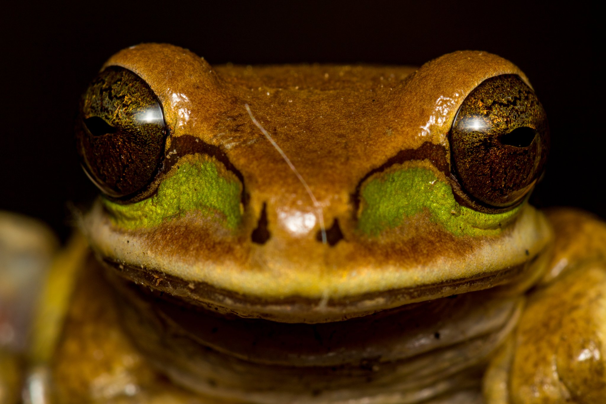 Close-up photo of the eye of a frog, showing intricate details and textures.