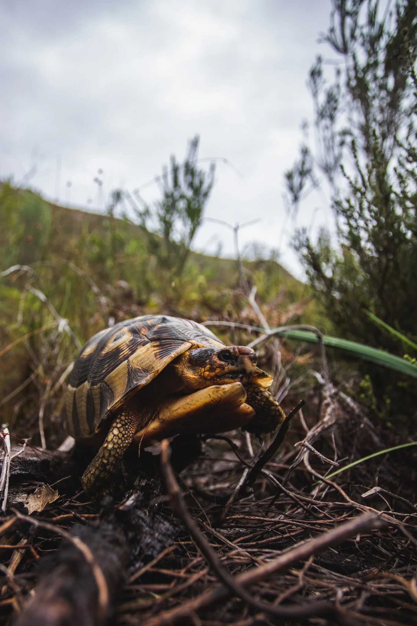 A baby turtle crawling on a dirt ground with grass and plants, with cloudy sky in the background.